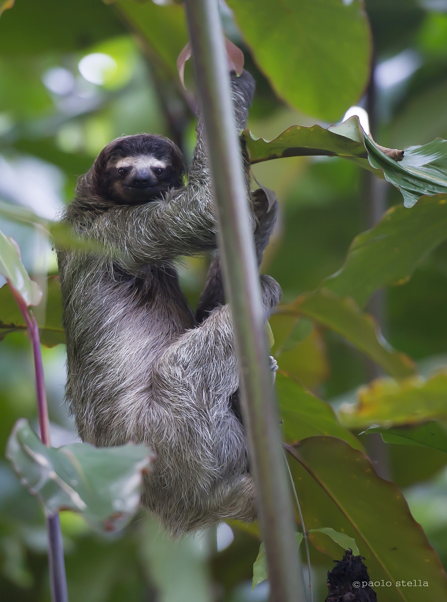 Three-fingered sloth on a tree
