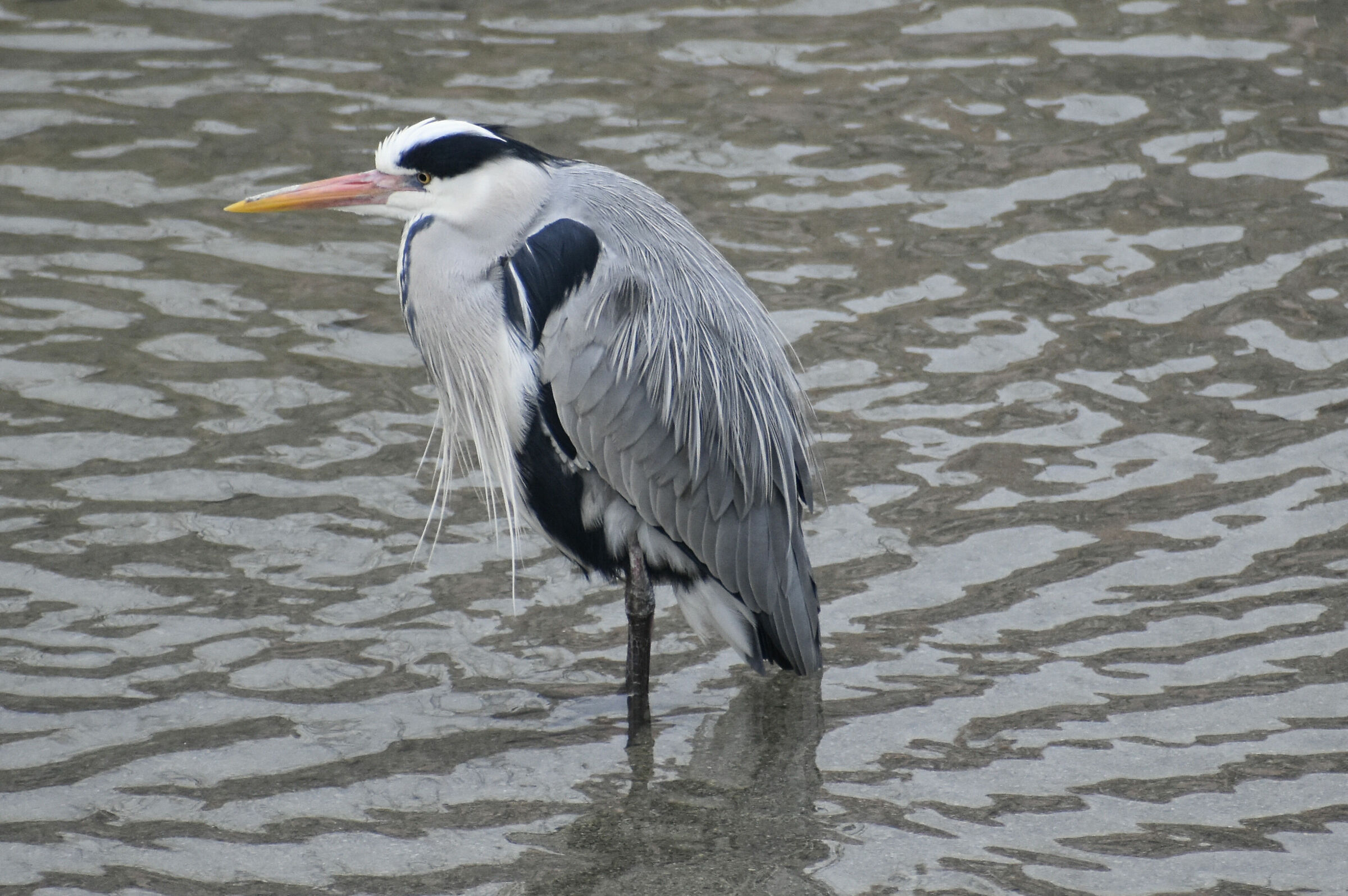 Ash heron