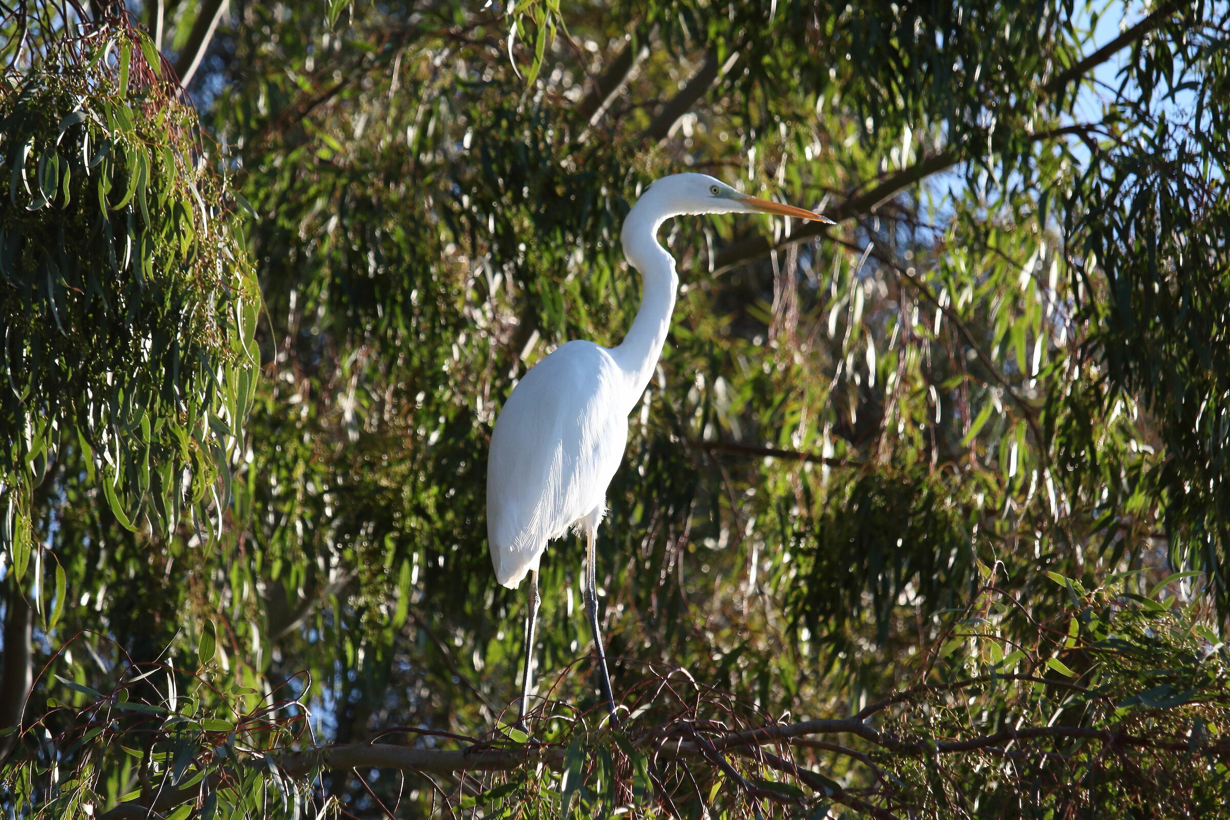 airone bianco maggiore