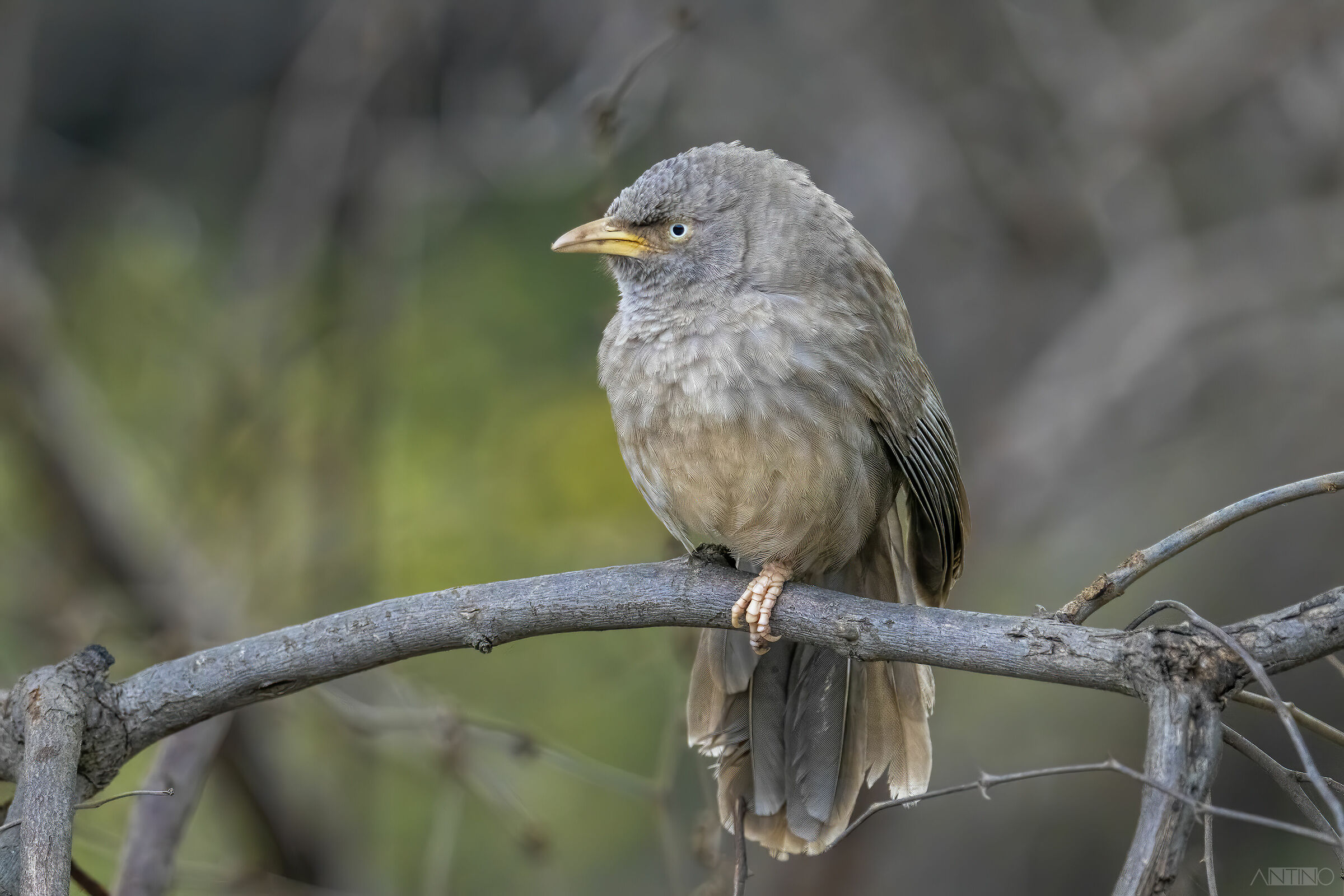 Jungle babbler