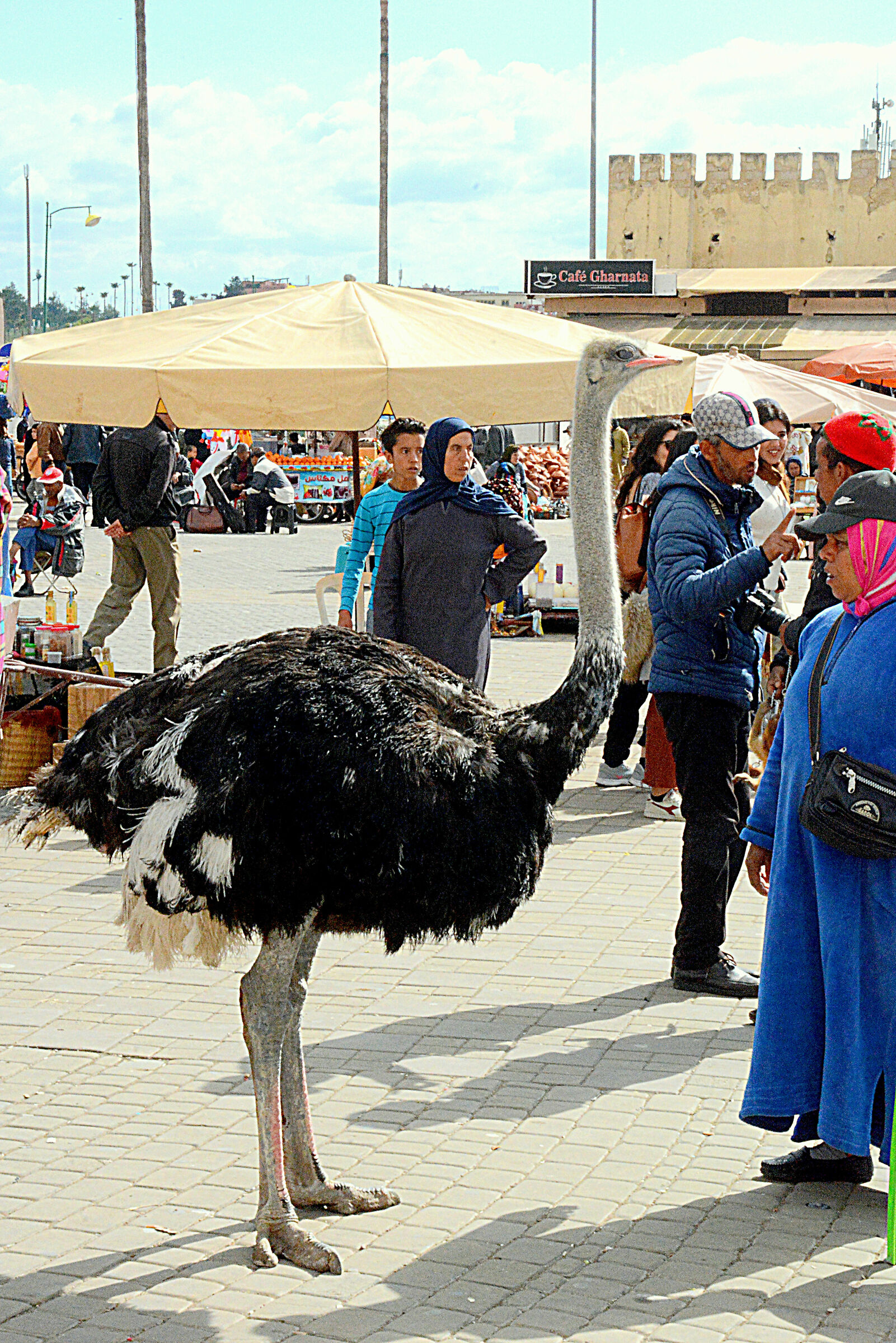 "Struzzista", Meknes