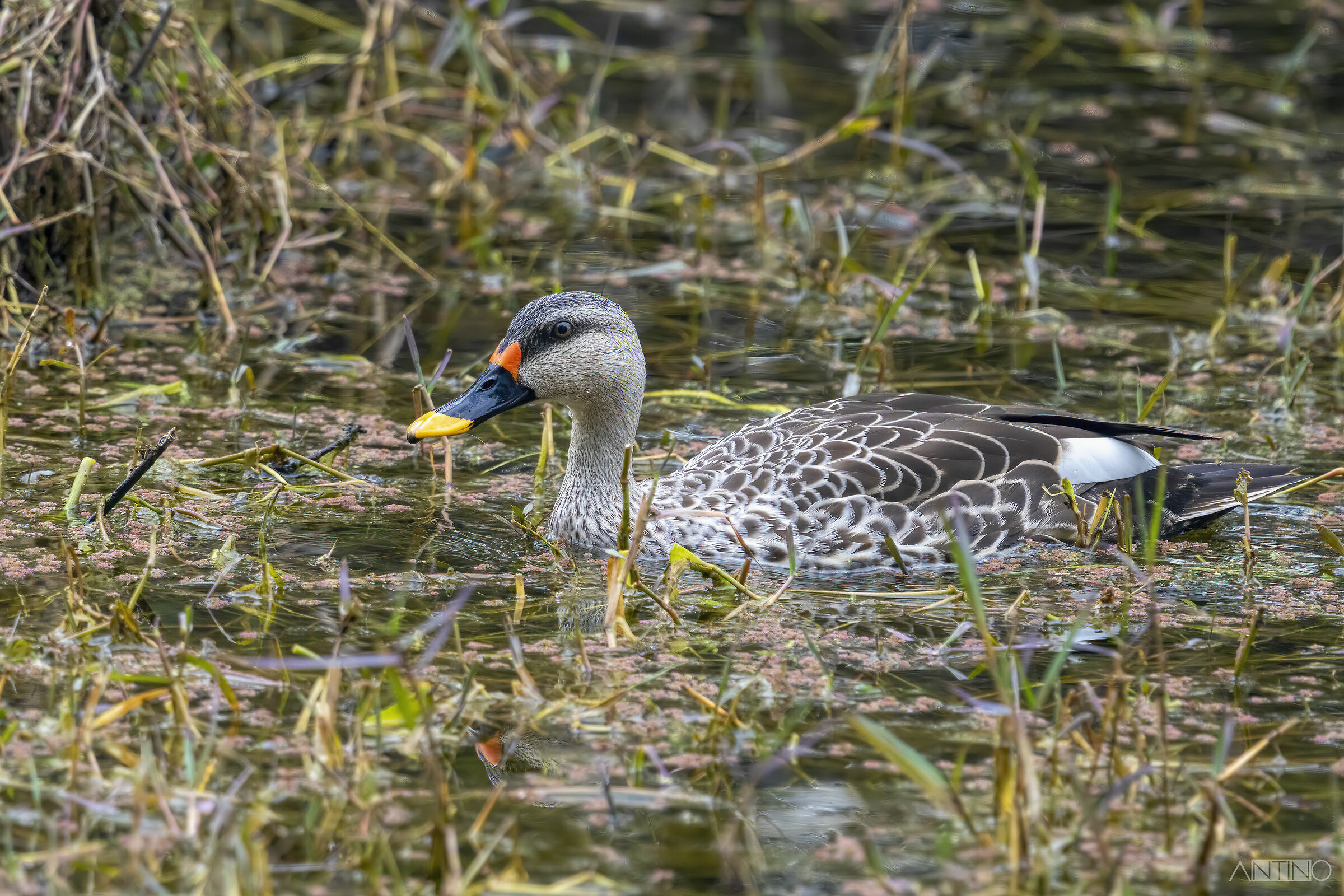 Indian spot-billed duck