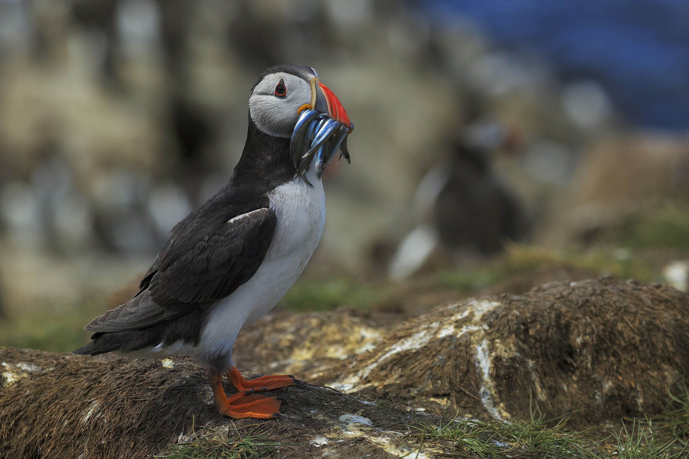 Puffin