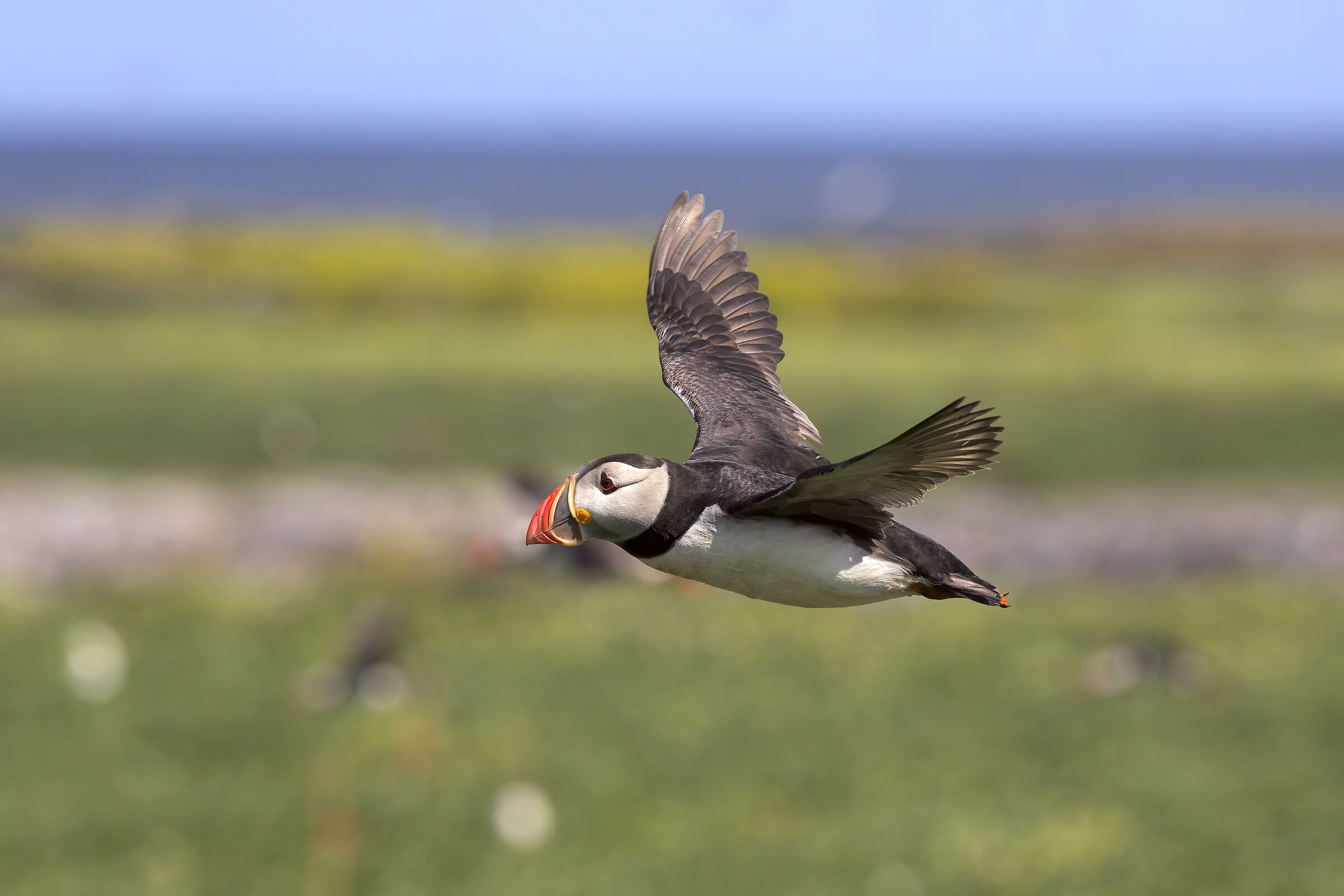 Puffin2