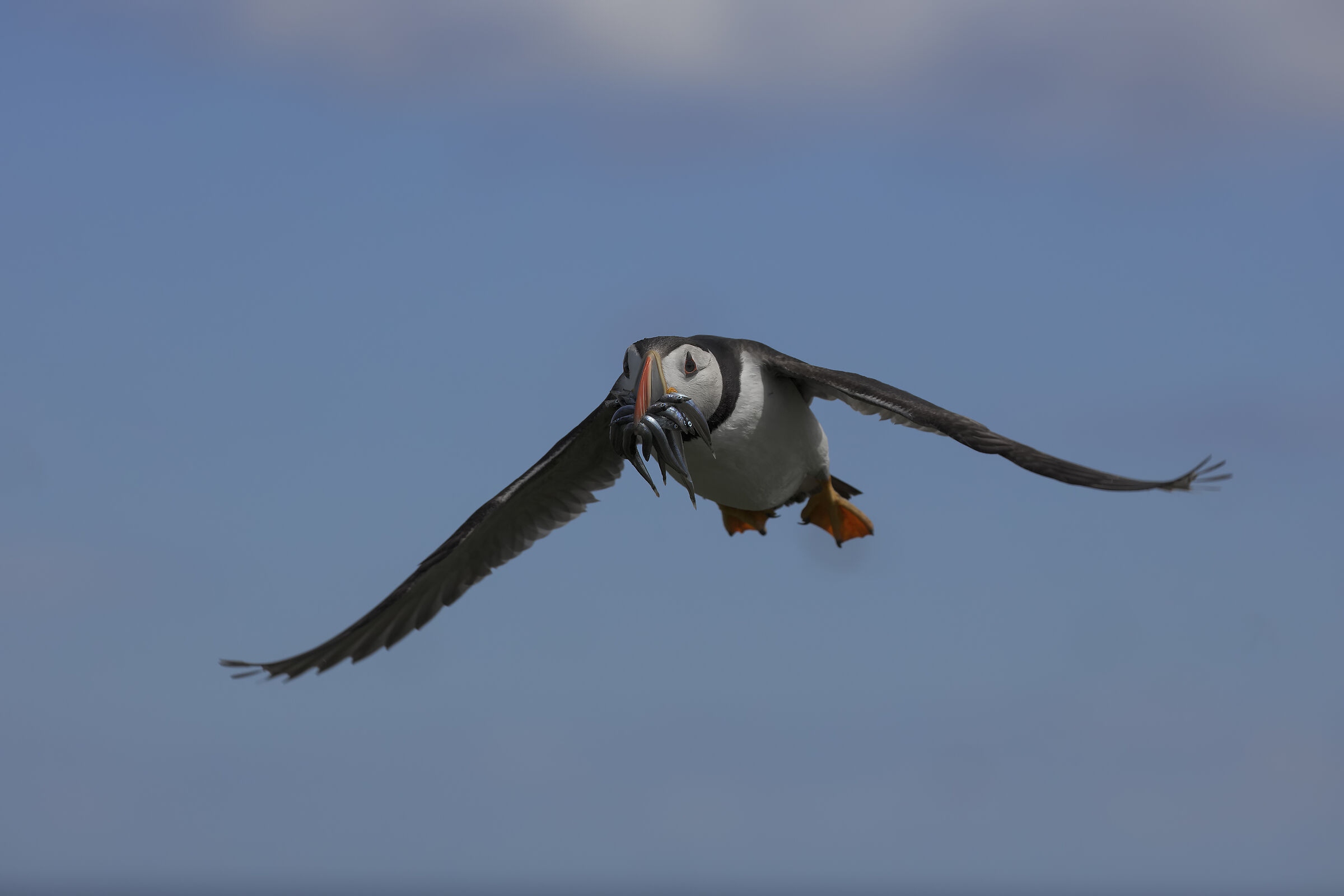 Puffin3