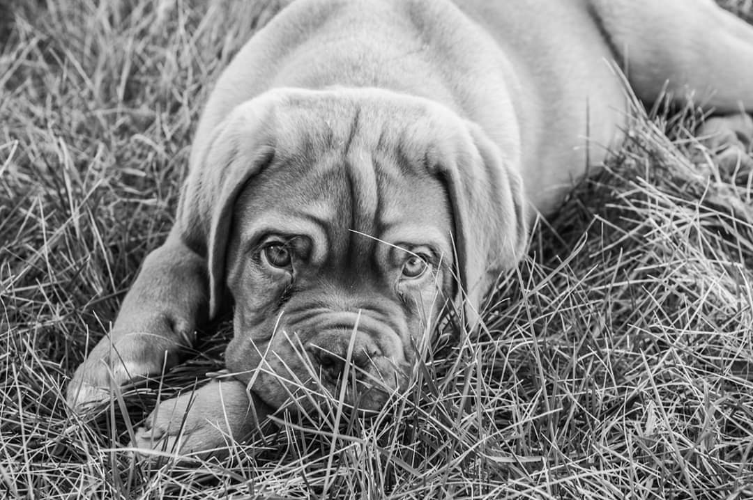 Hector - D700 24-120 F4