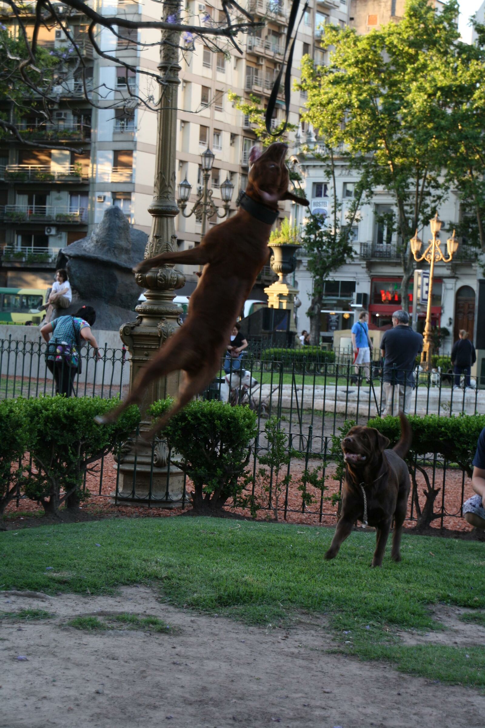 Acrobata argentino ...