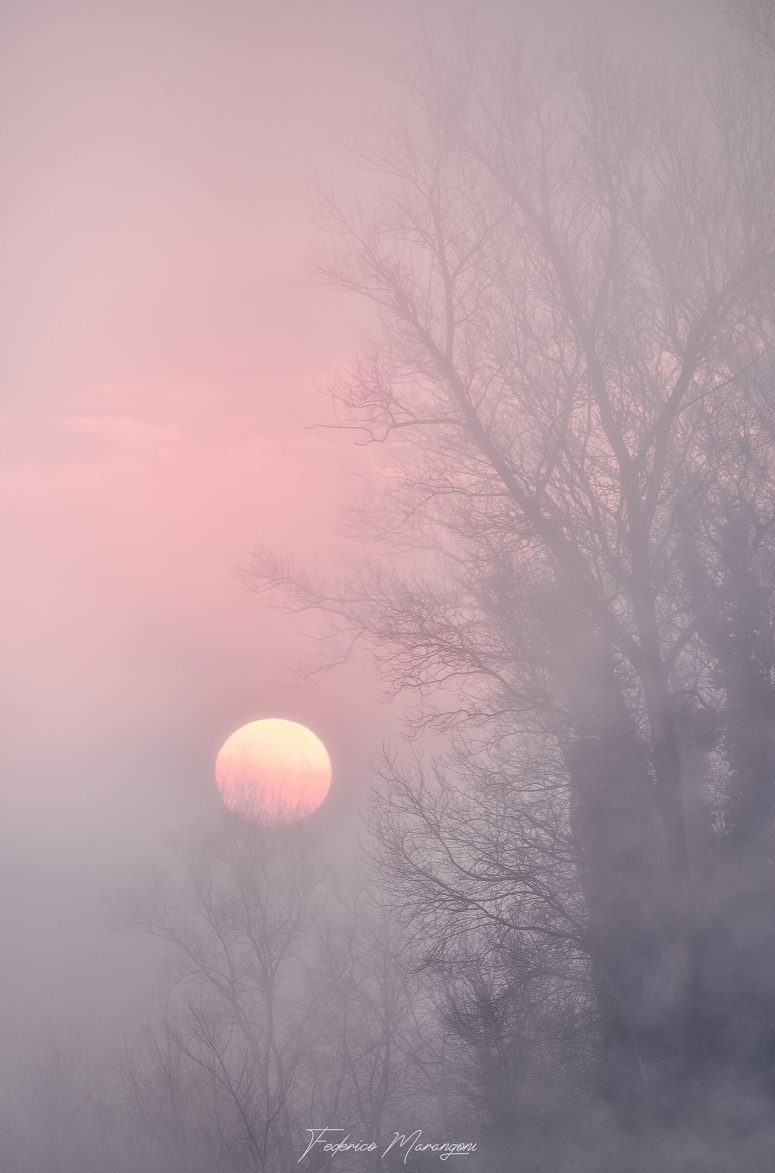 Delicate Sound of Sunrise
