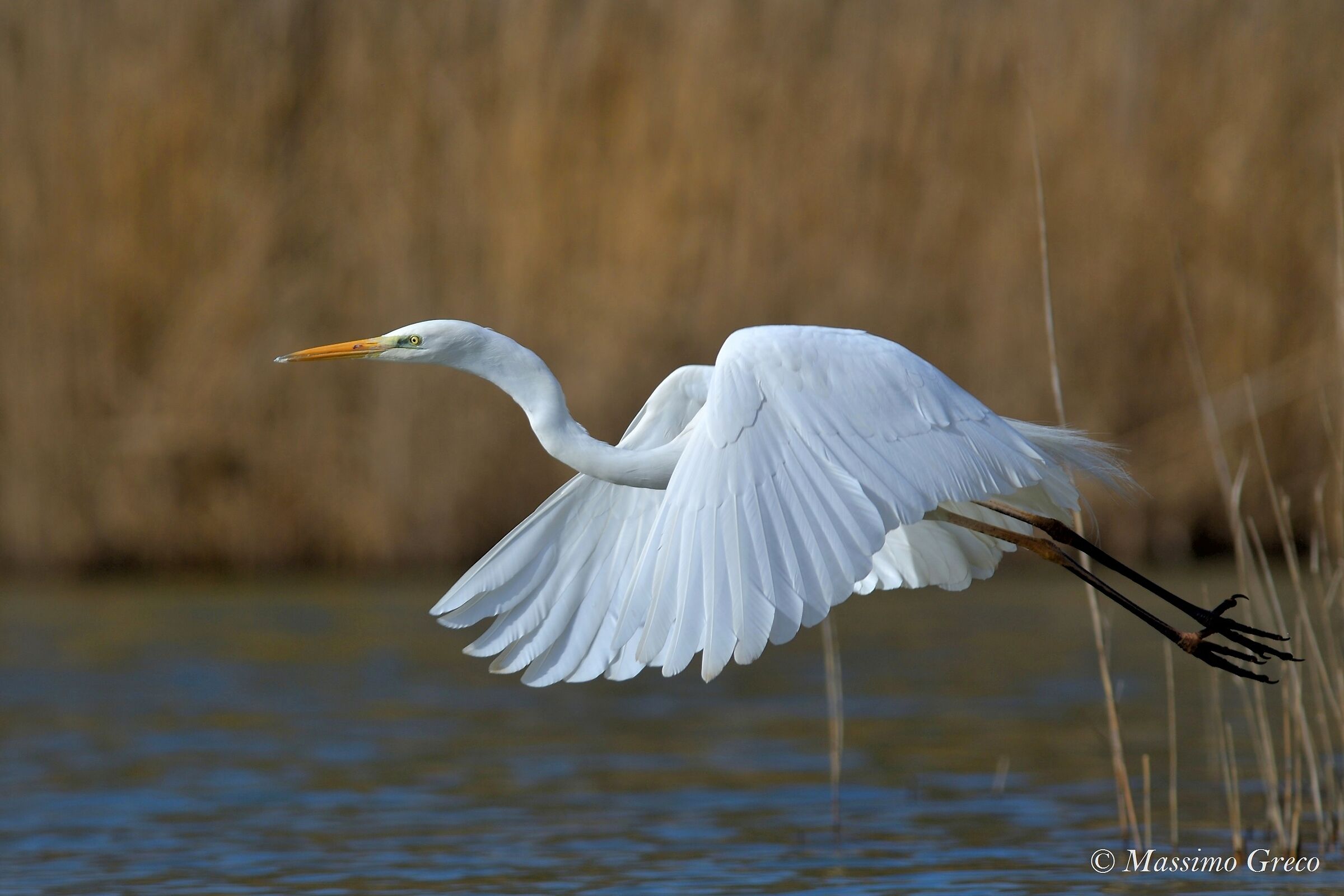 Airone bianco maggiore