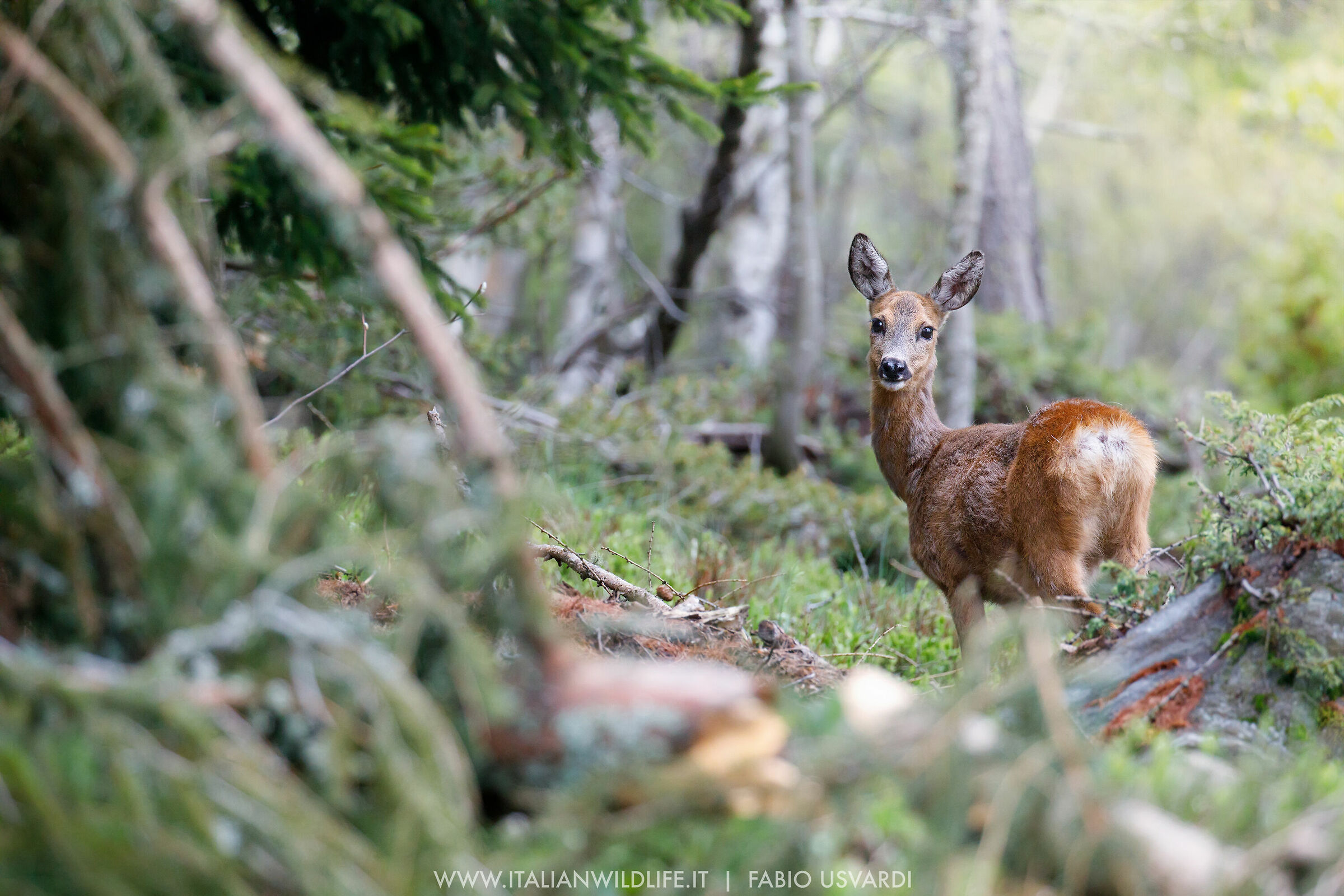 Nella valle dimenticata