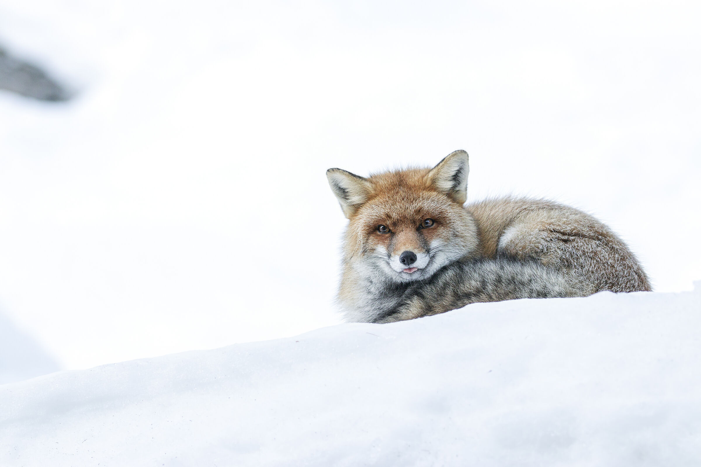 Lady of Great Winter