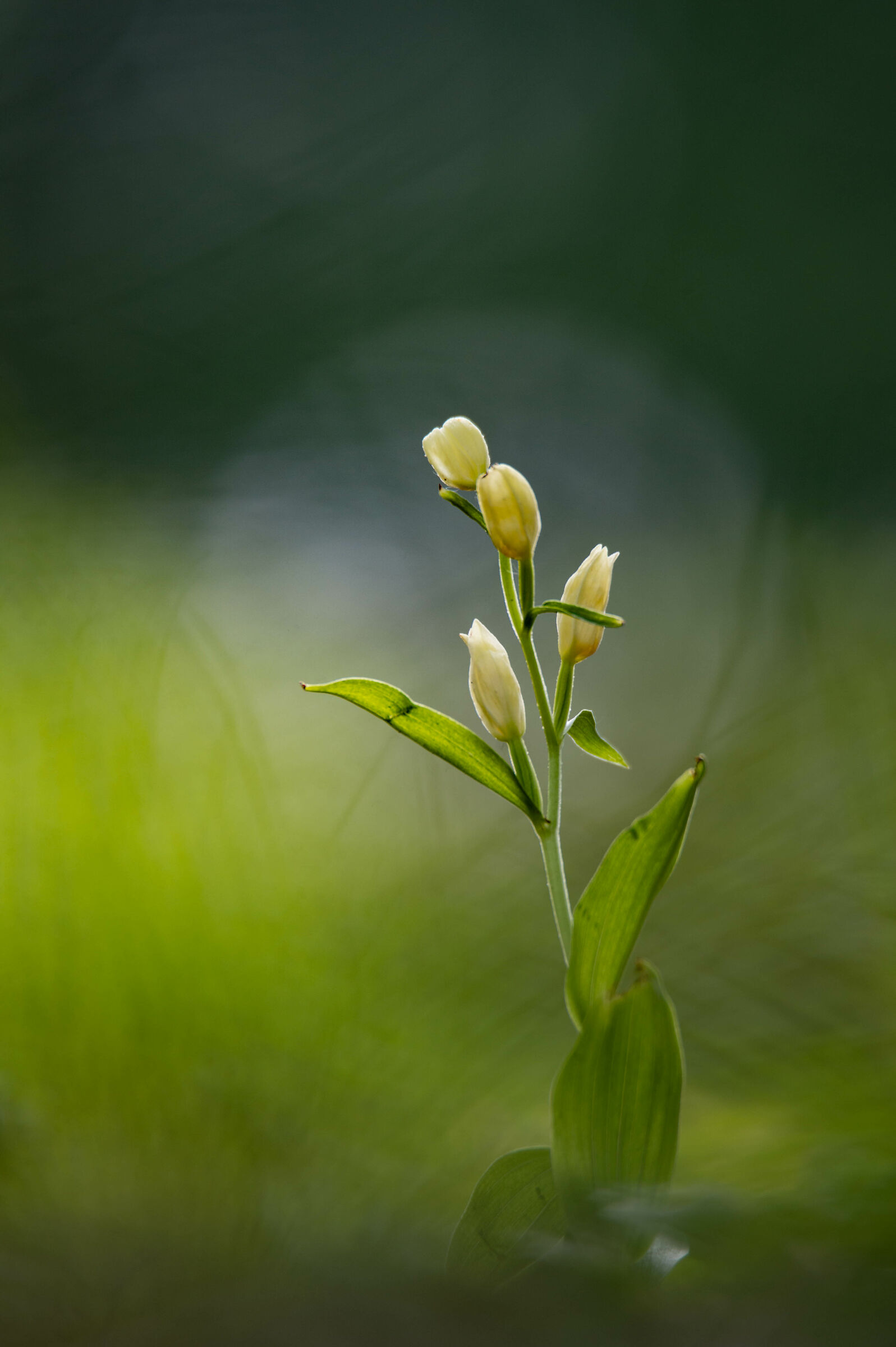 Cephalanthera chlorantha