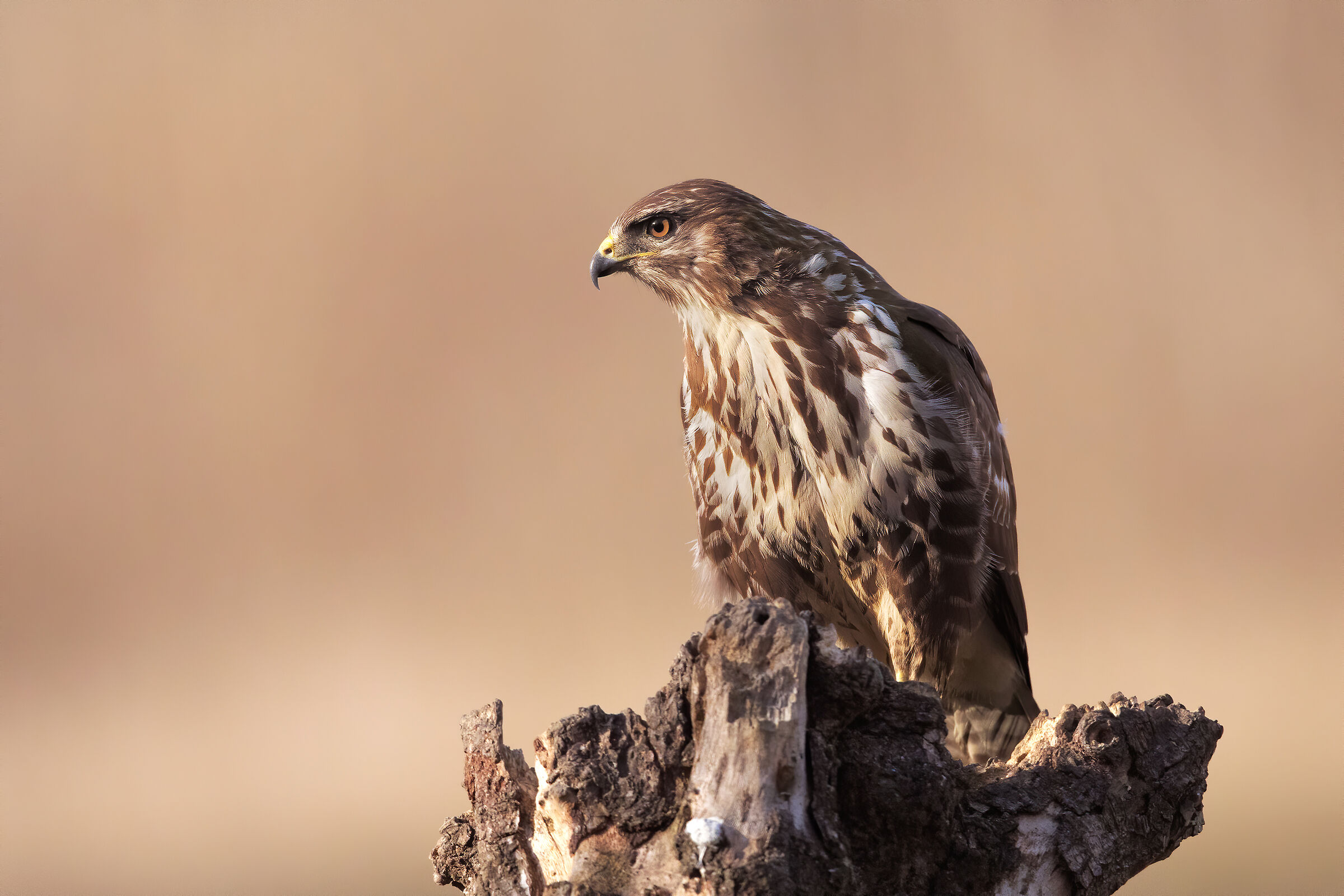 Her Majesty... the buzze!