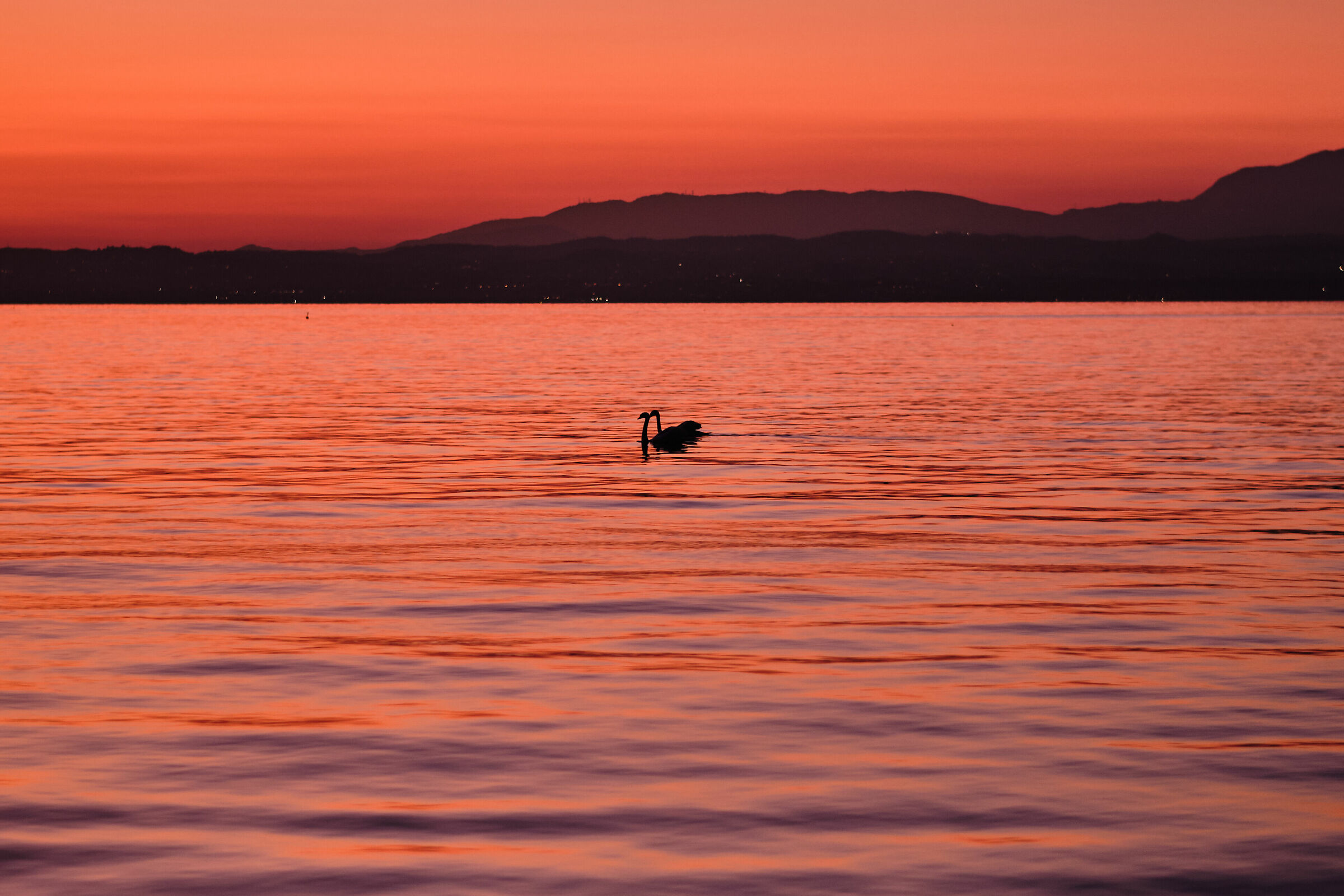 Lago di Garda - Cigni
