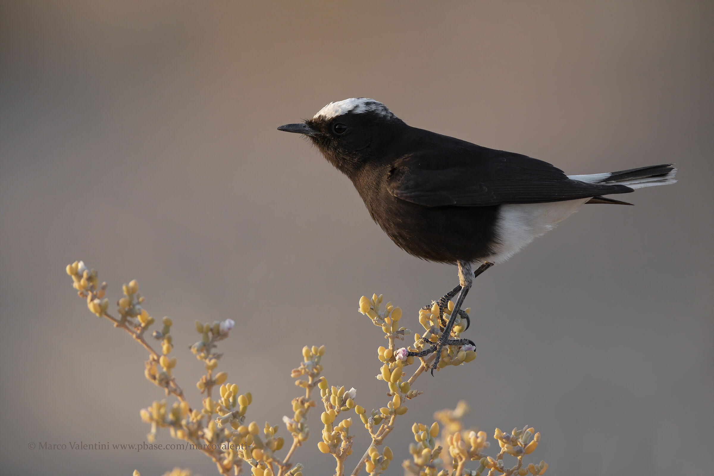 White-headed monachella