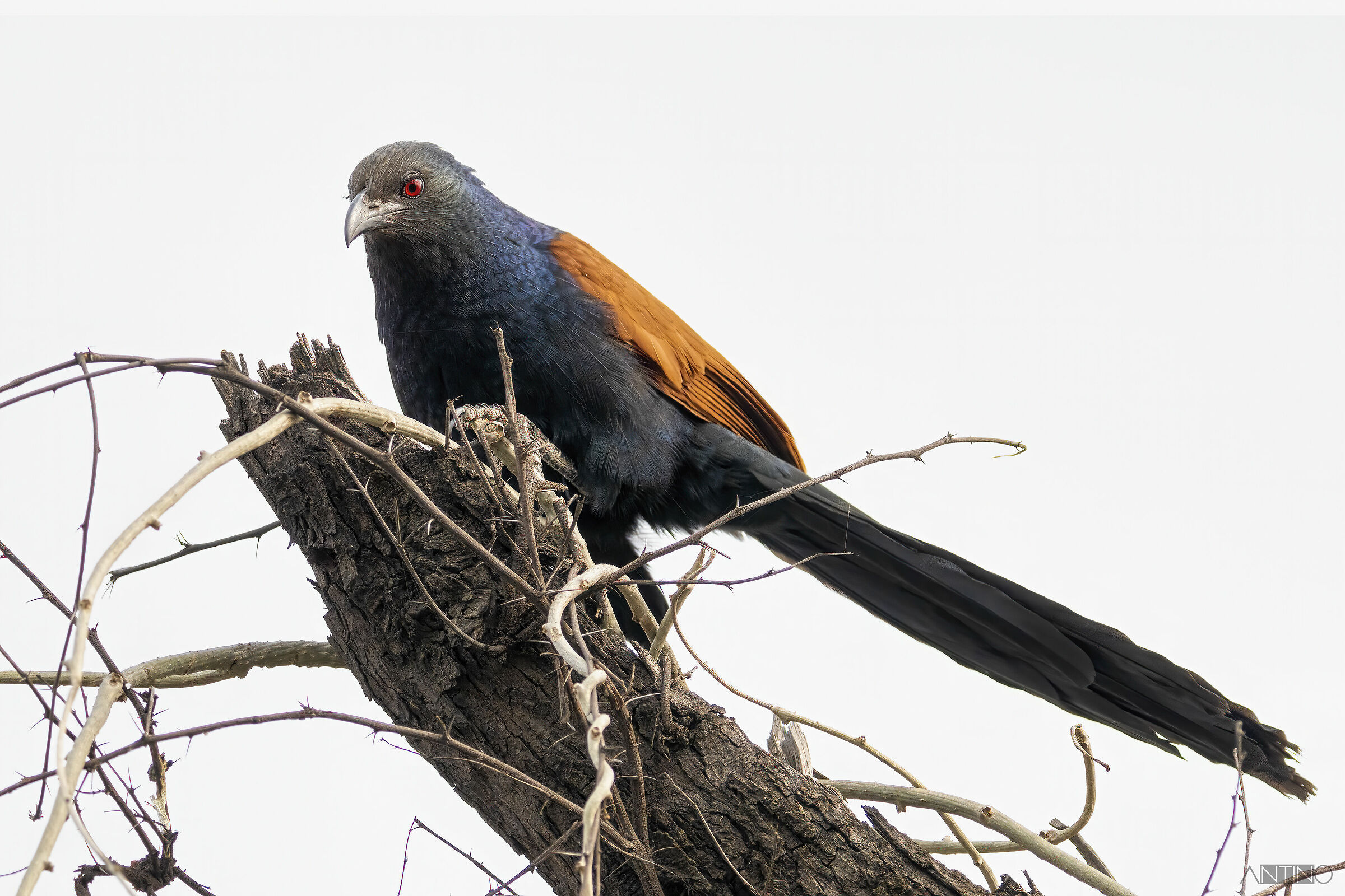 Southern coucal