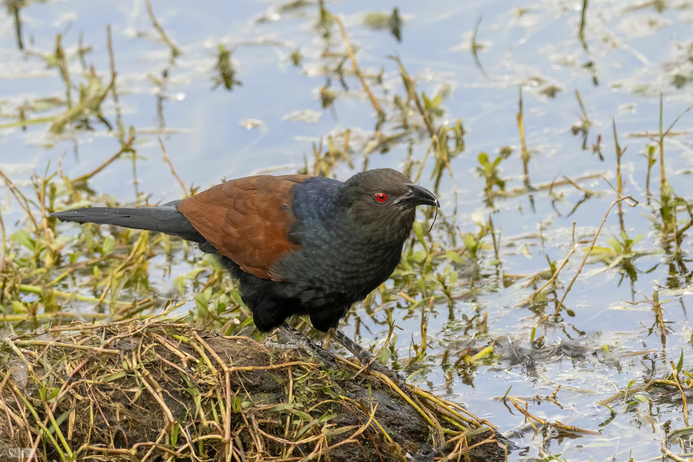 Southern coucal
