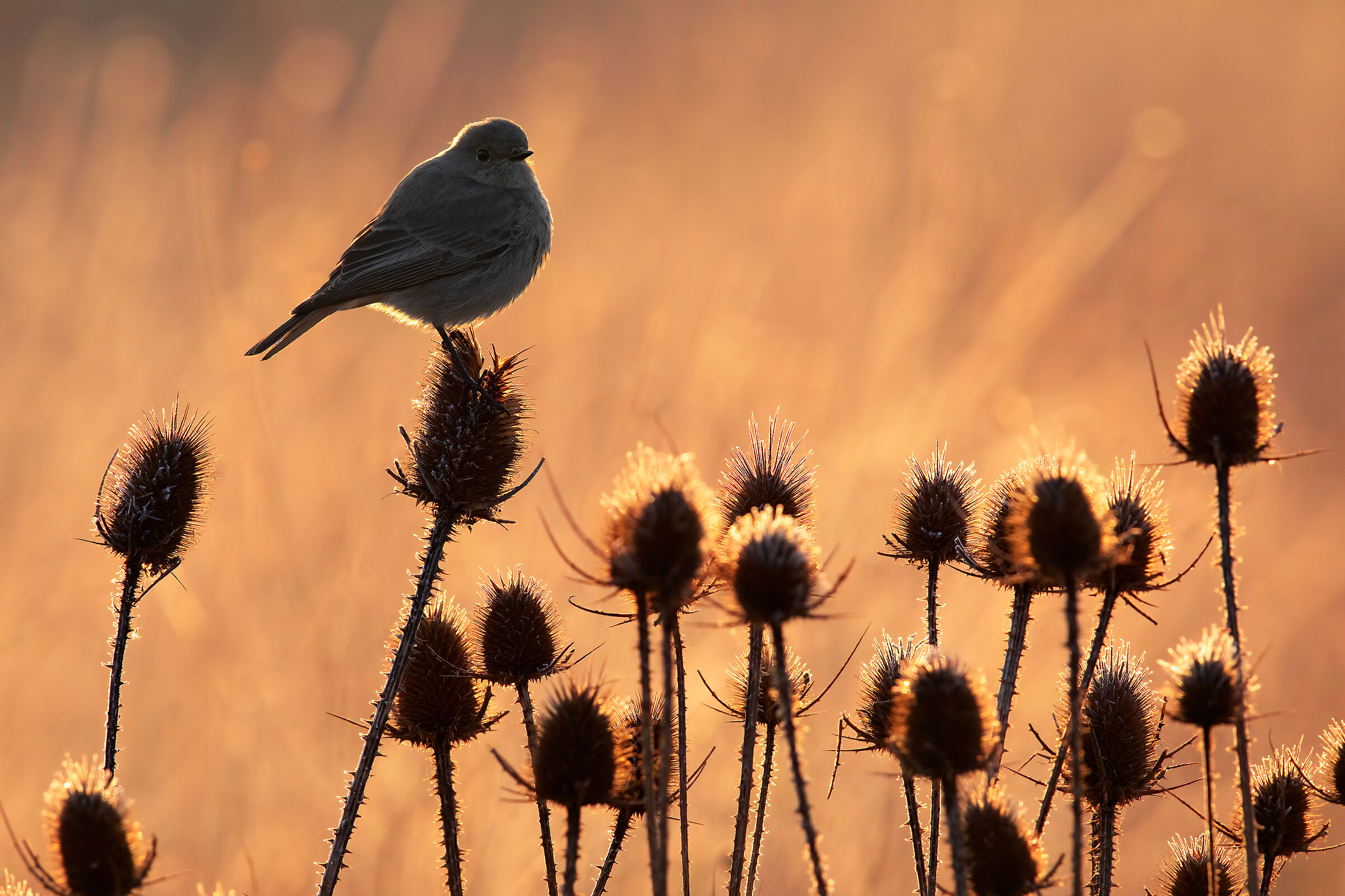 Codirosso Spazzacamino