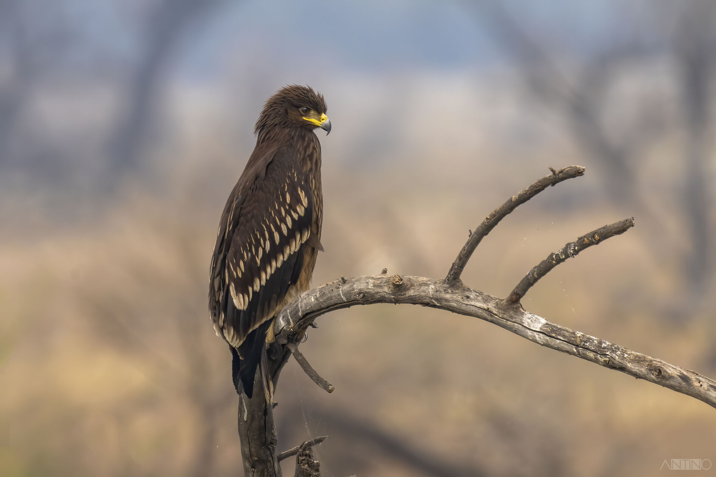 Greater spotted eagle juv, aquila anatraia juv