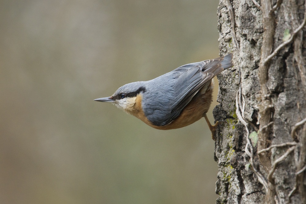 construction worker in classic pose
