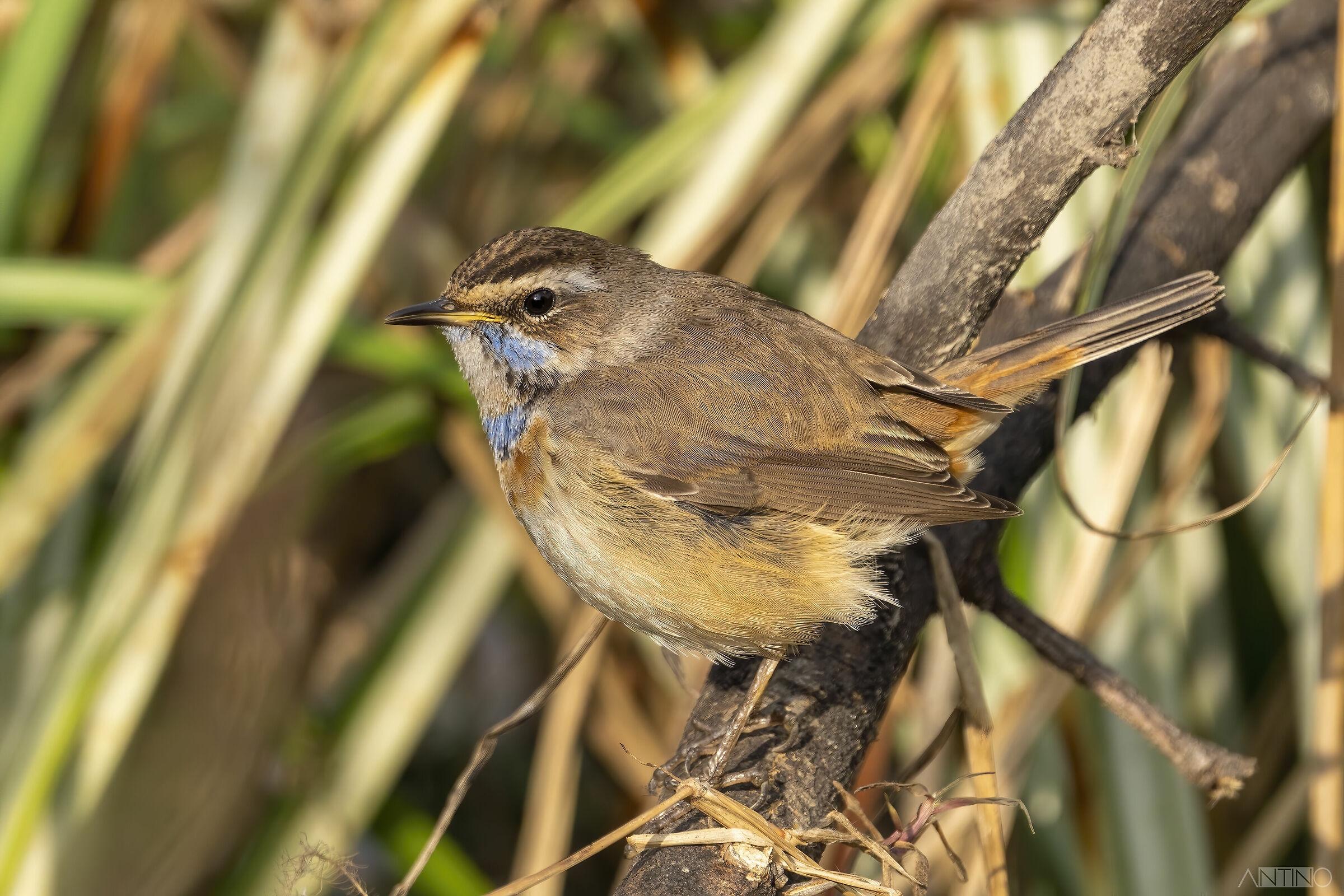 Bluethroat
