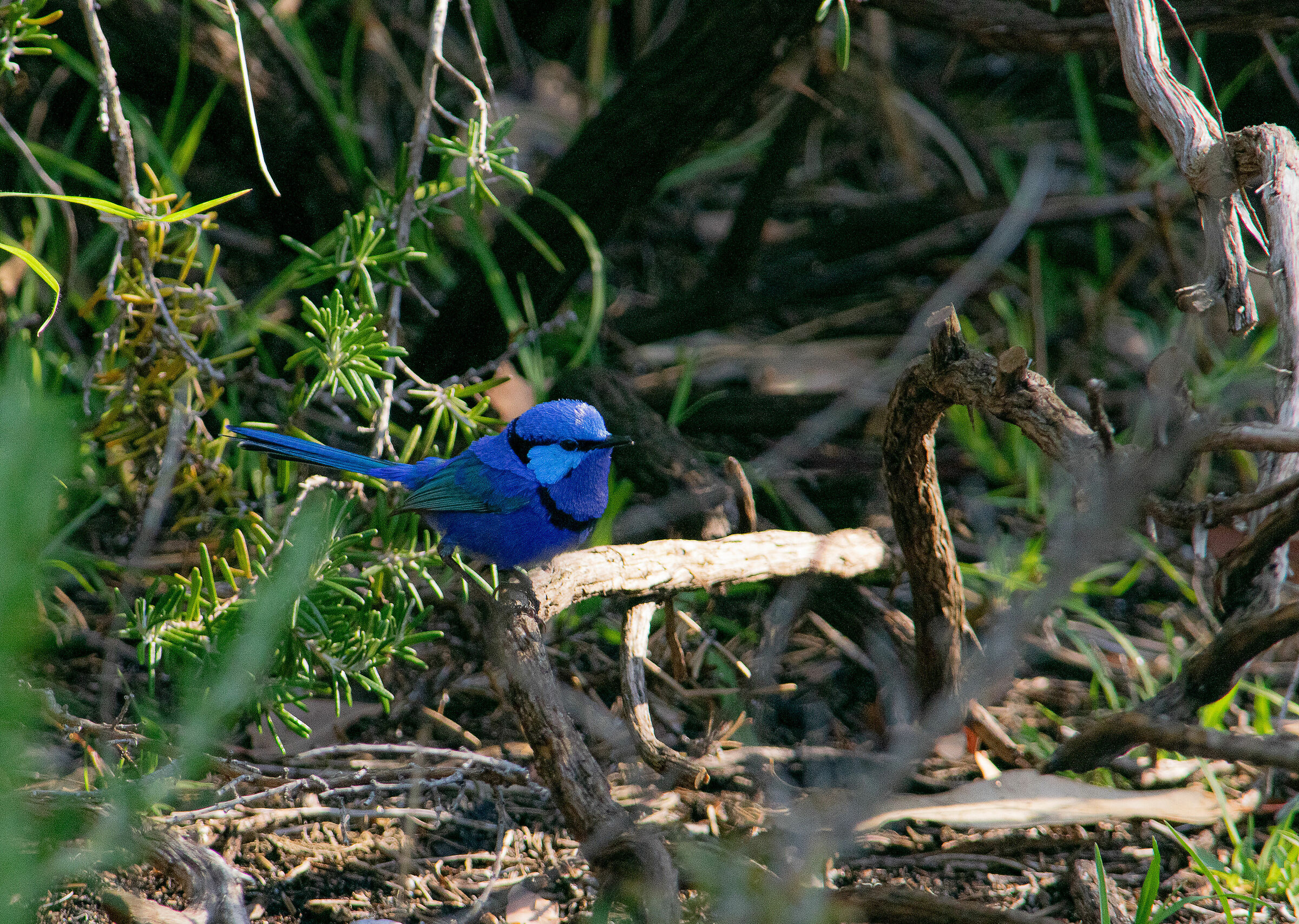 Scricciolo azzurro splendente