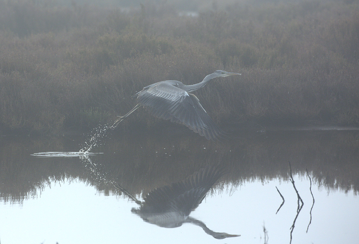 Heron in the fog
