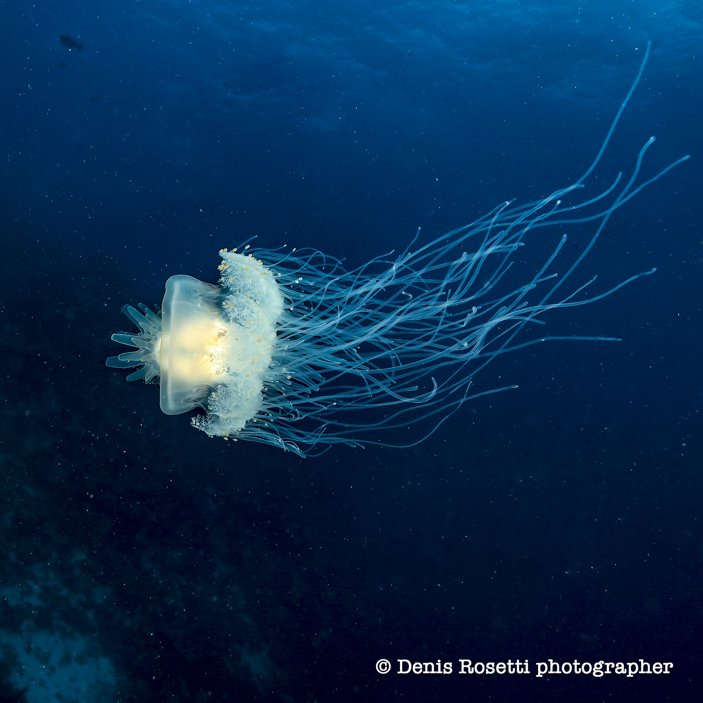 medusa in un mare di stelle...