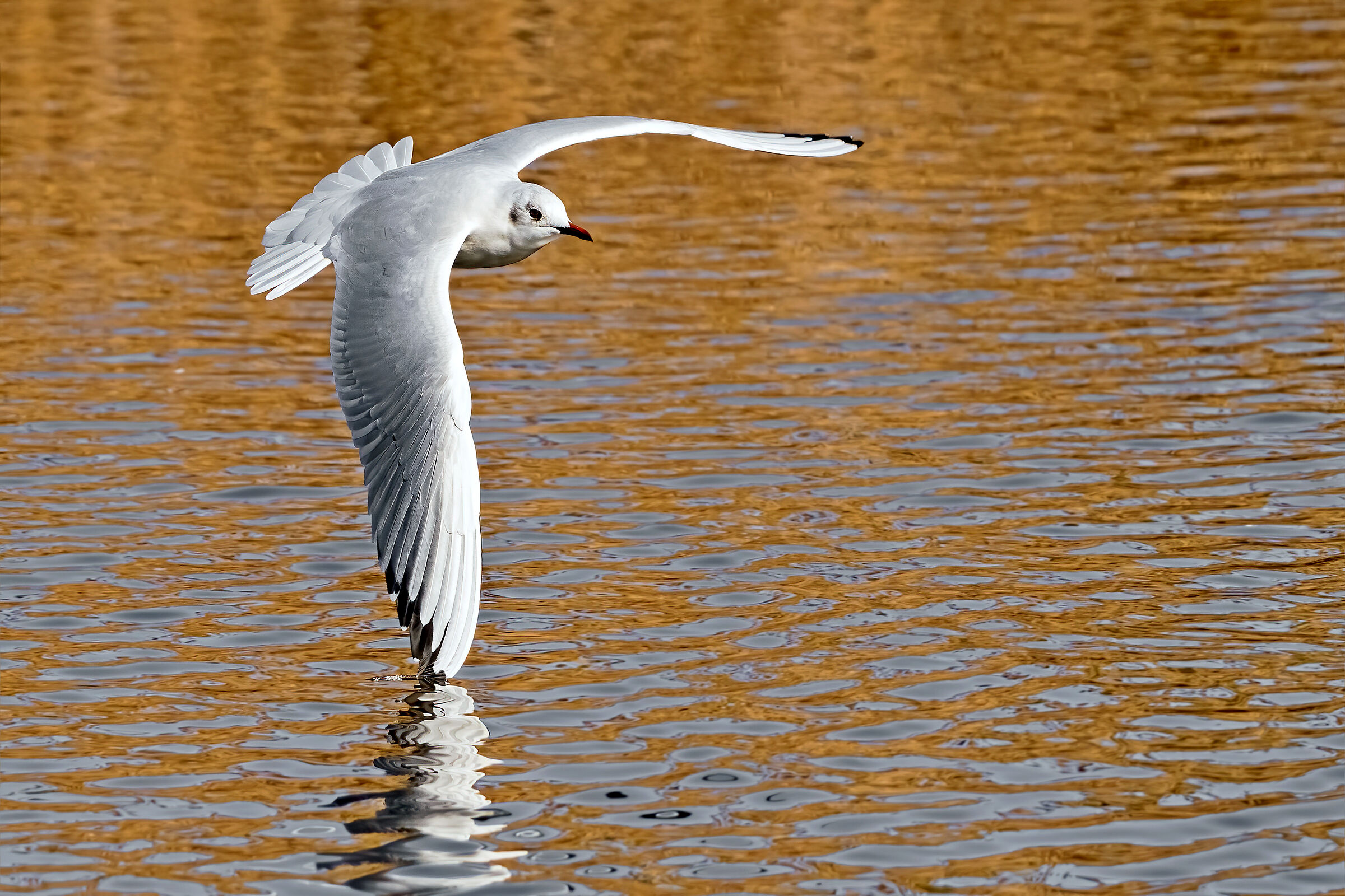 Gabbiano volo radente