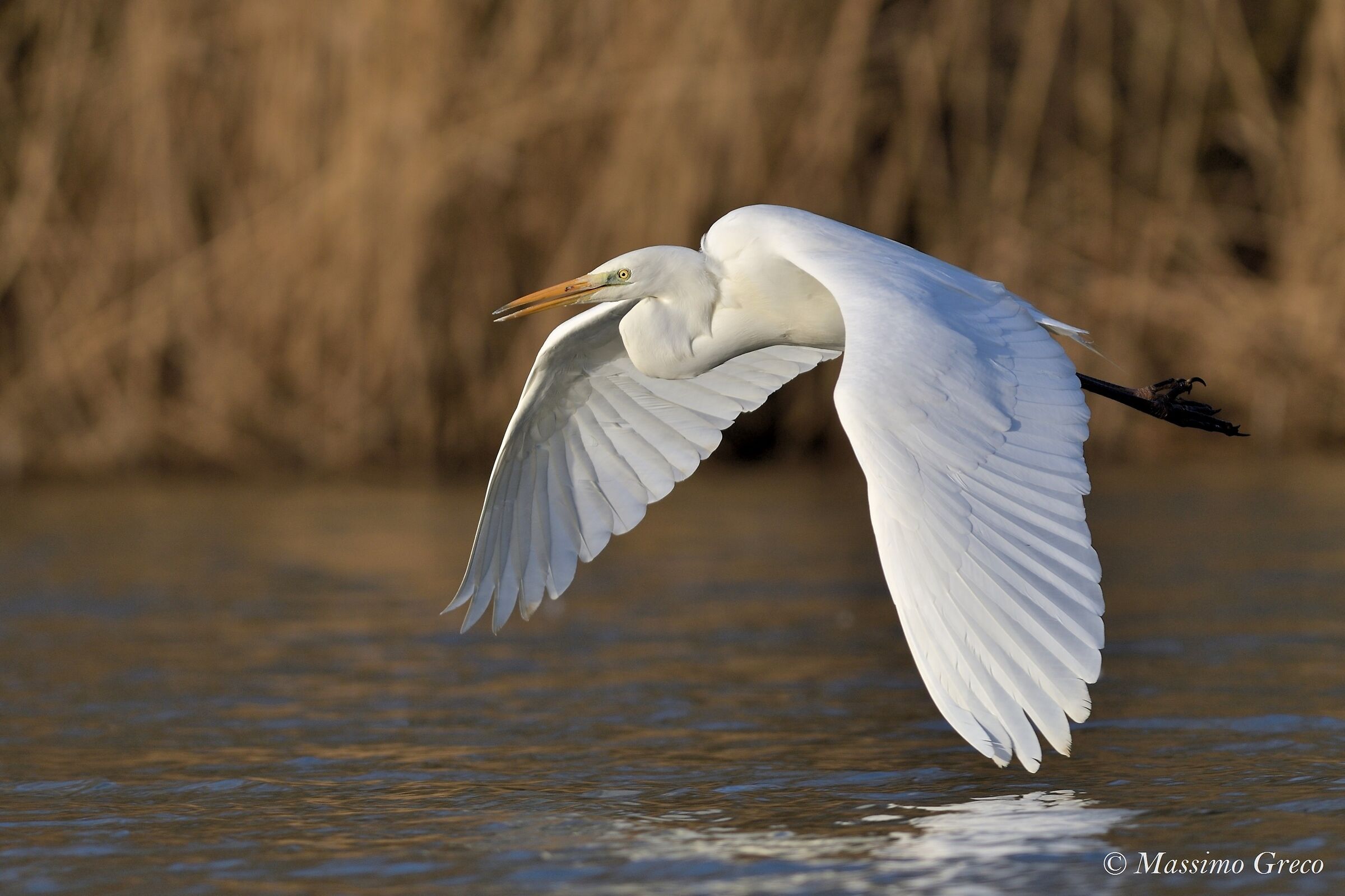 Major white heron