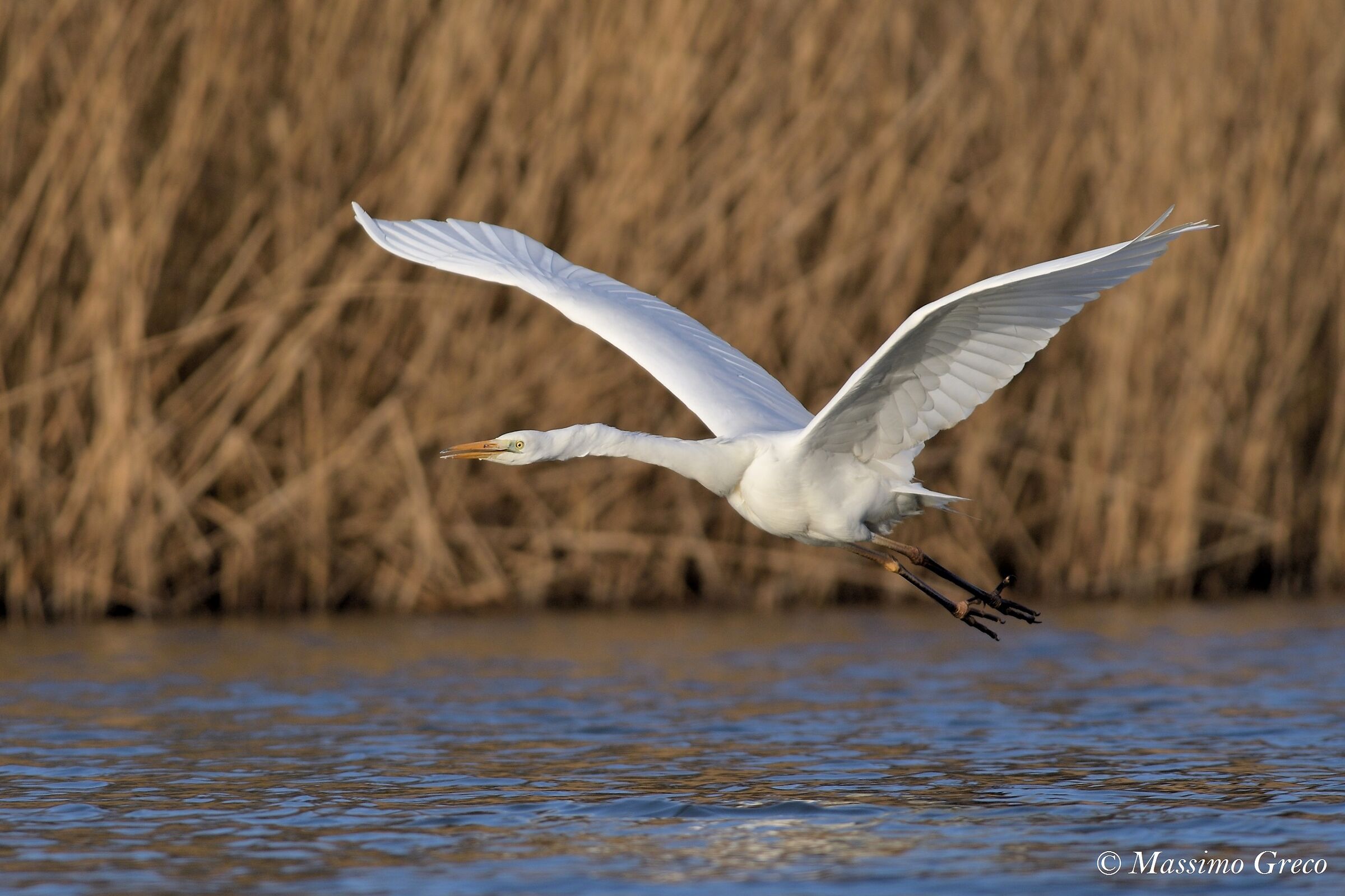Major white heron
