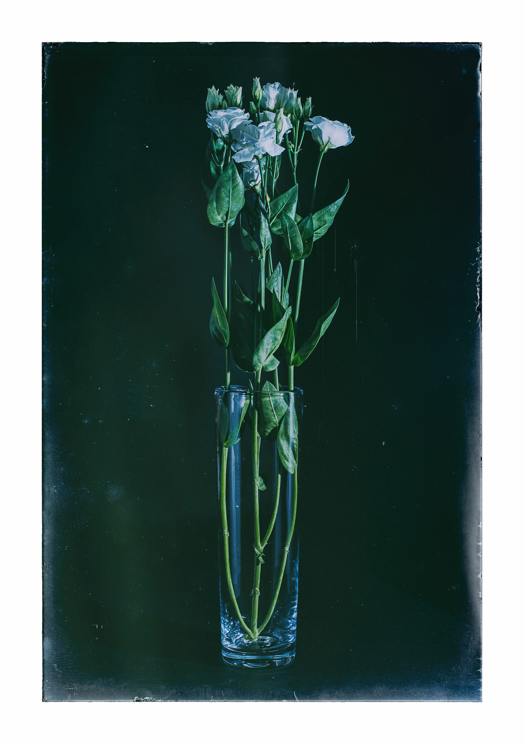 Flowers II