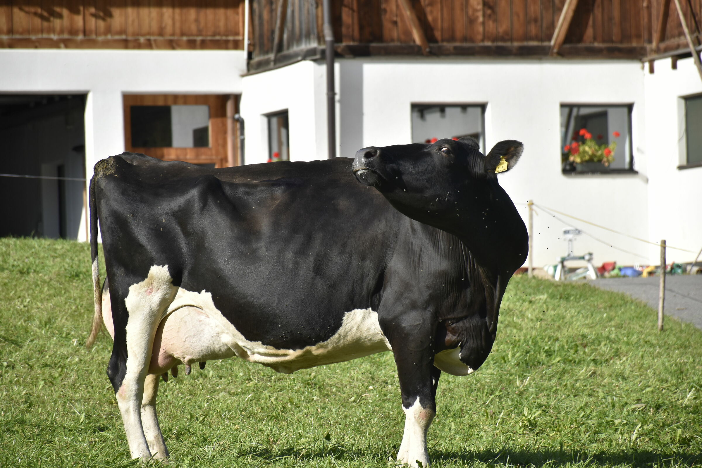 Aspè mi metto in posa