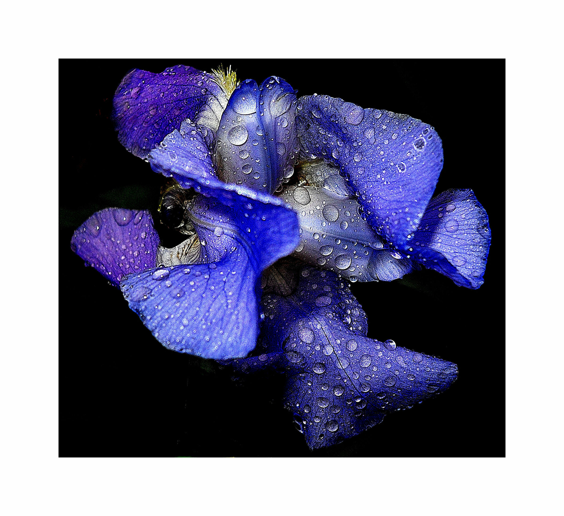 Iris