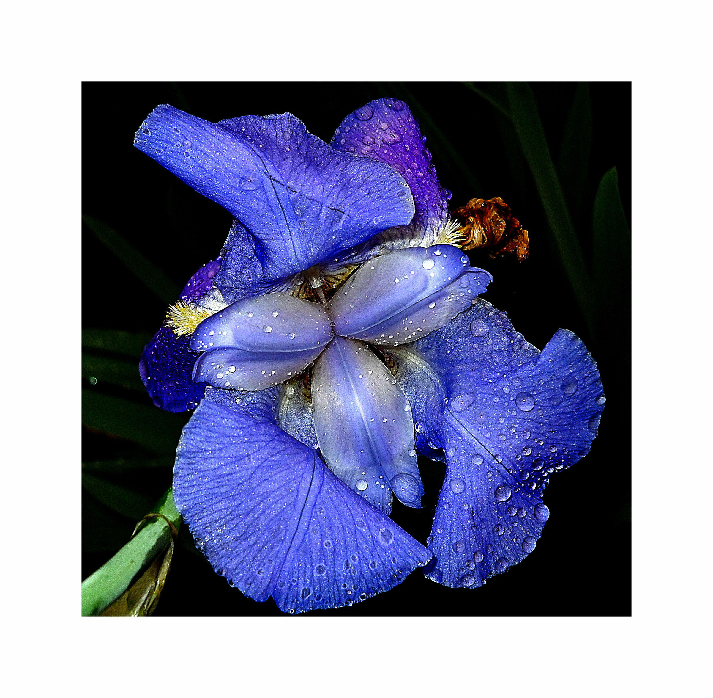 Iris #2