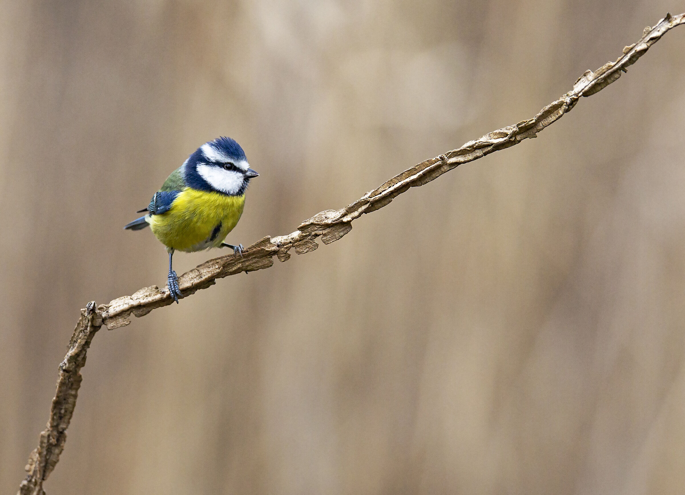 In equilibrio sul ramo