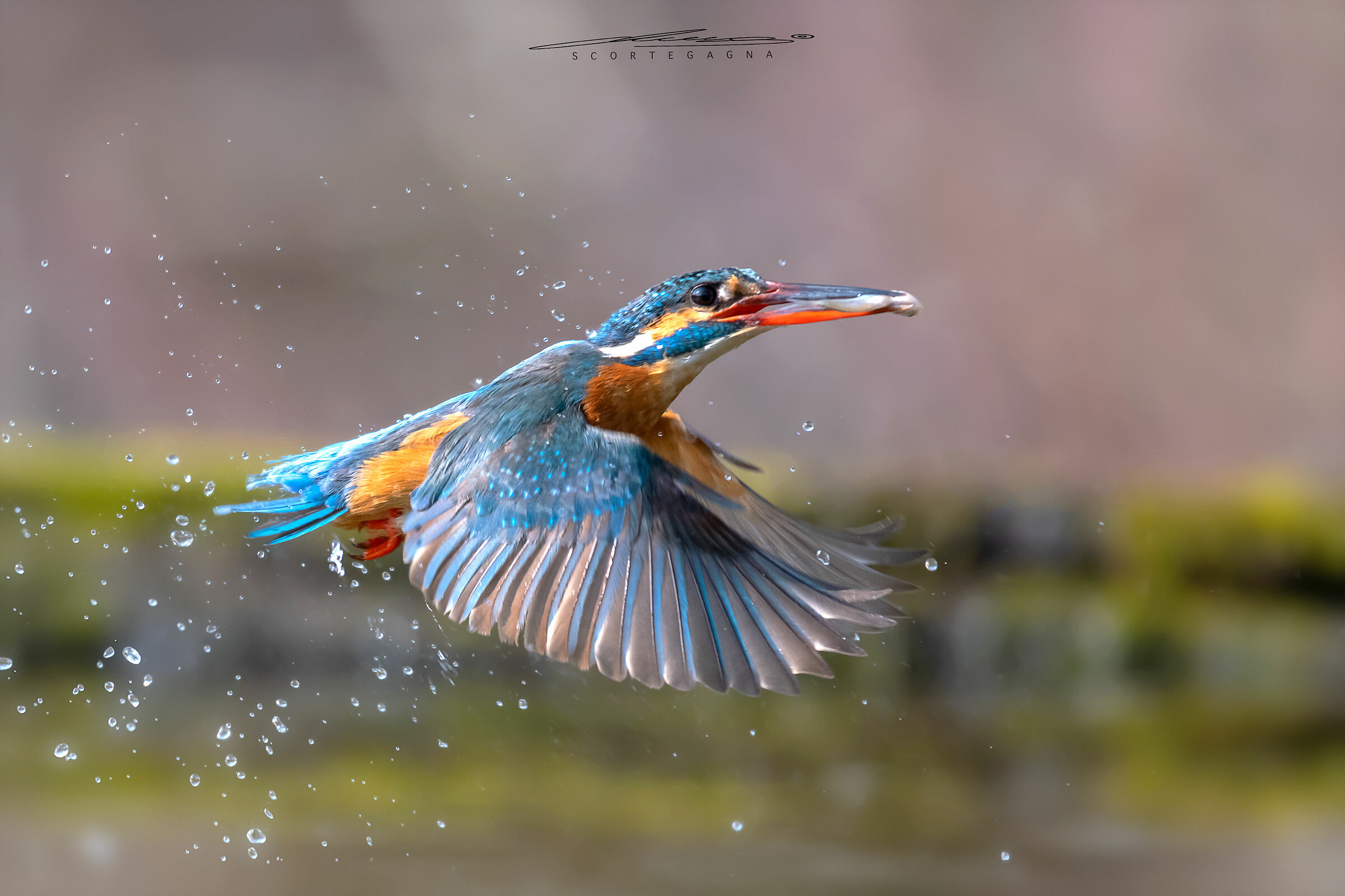 Martin pescatore
