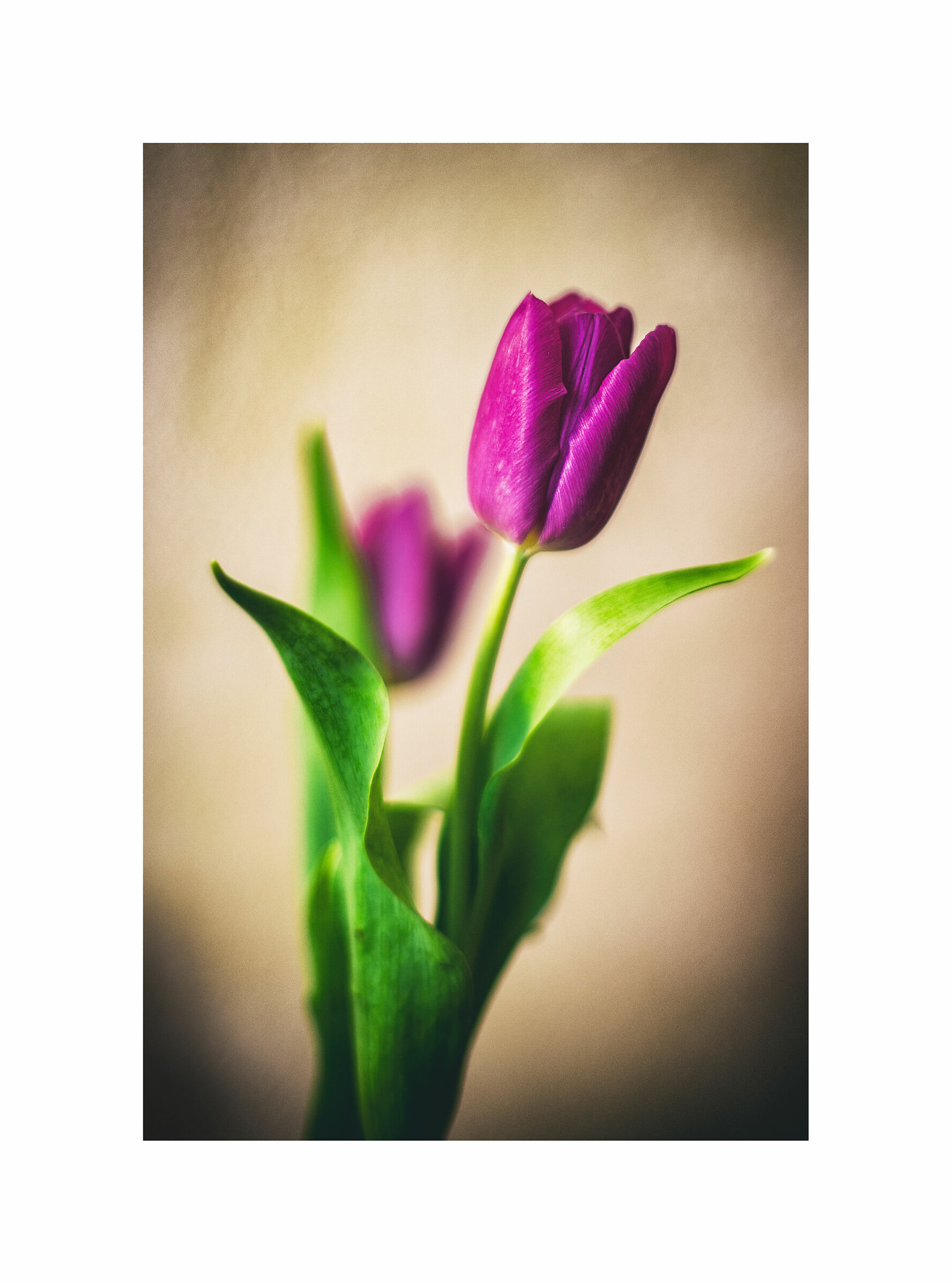 Tulips I