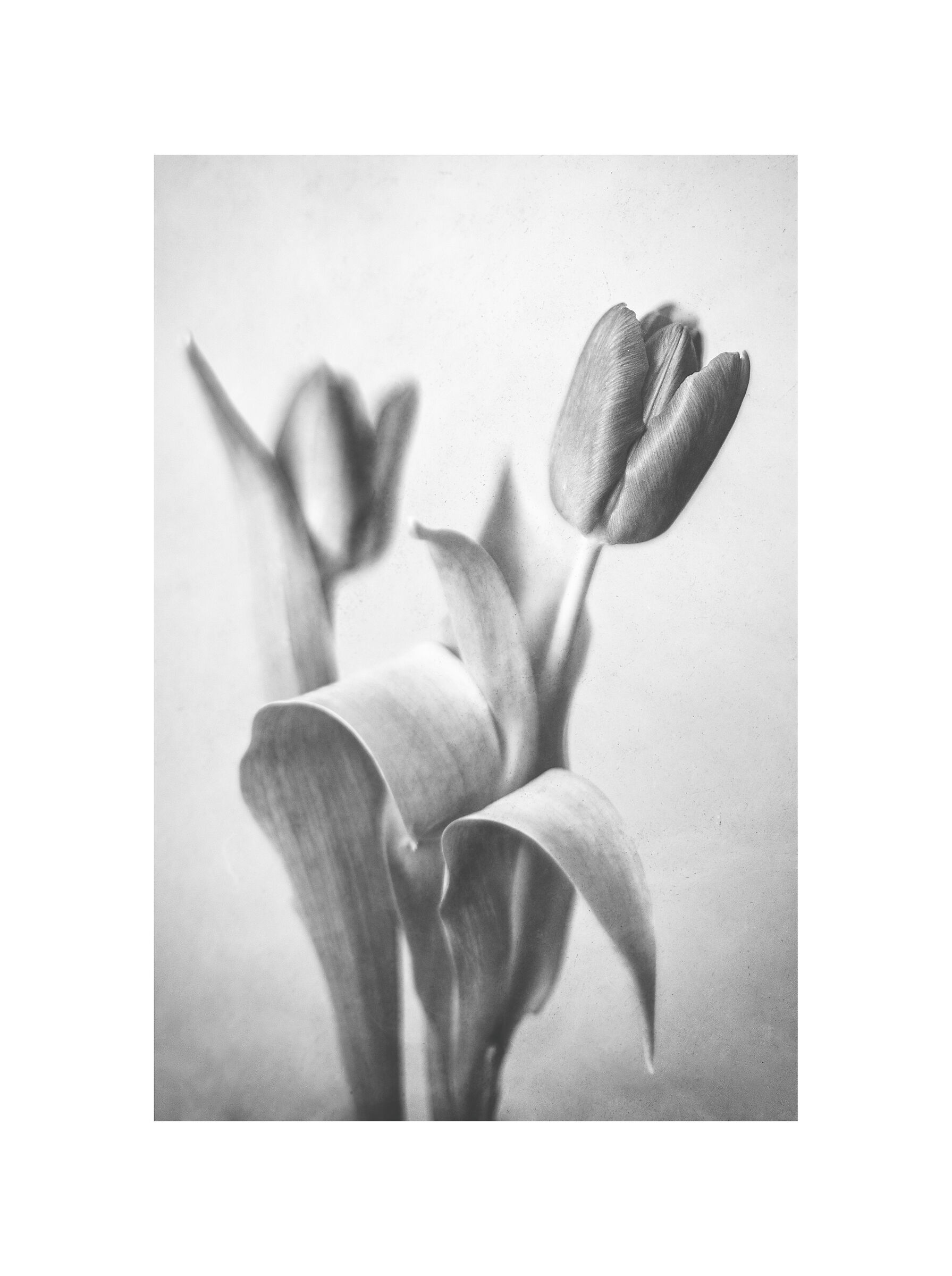 Tulips II