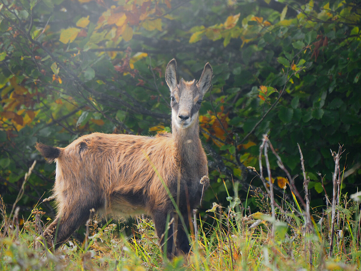 Camoscietto nella nebbia