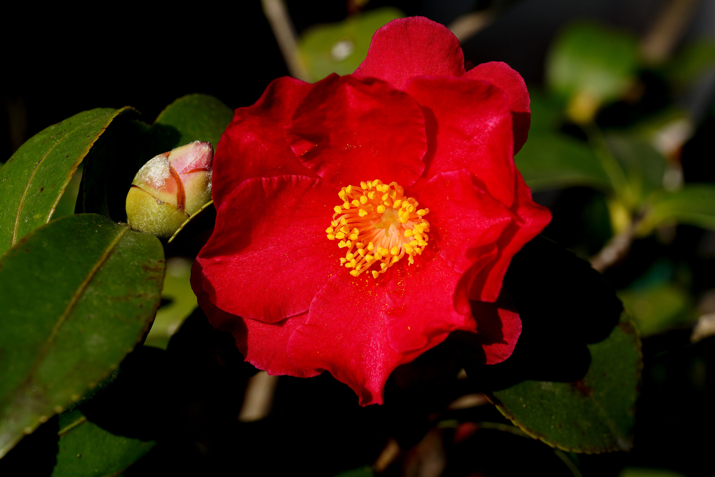 Il polline c'è, ma gli insetti?