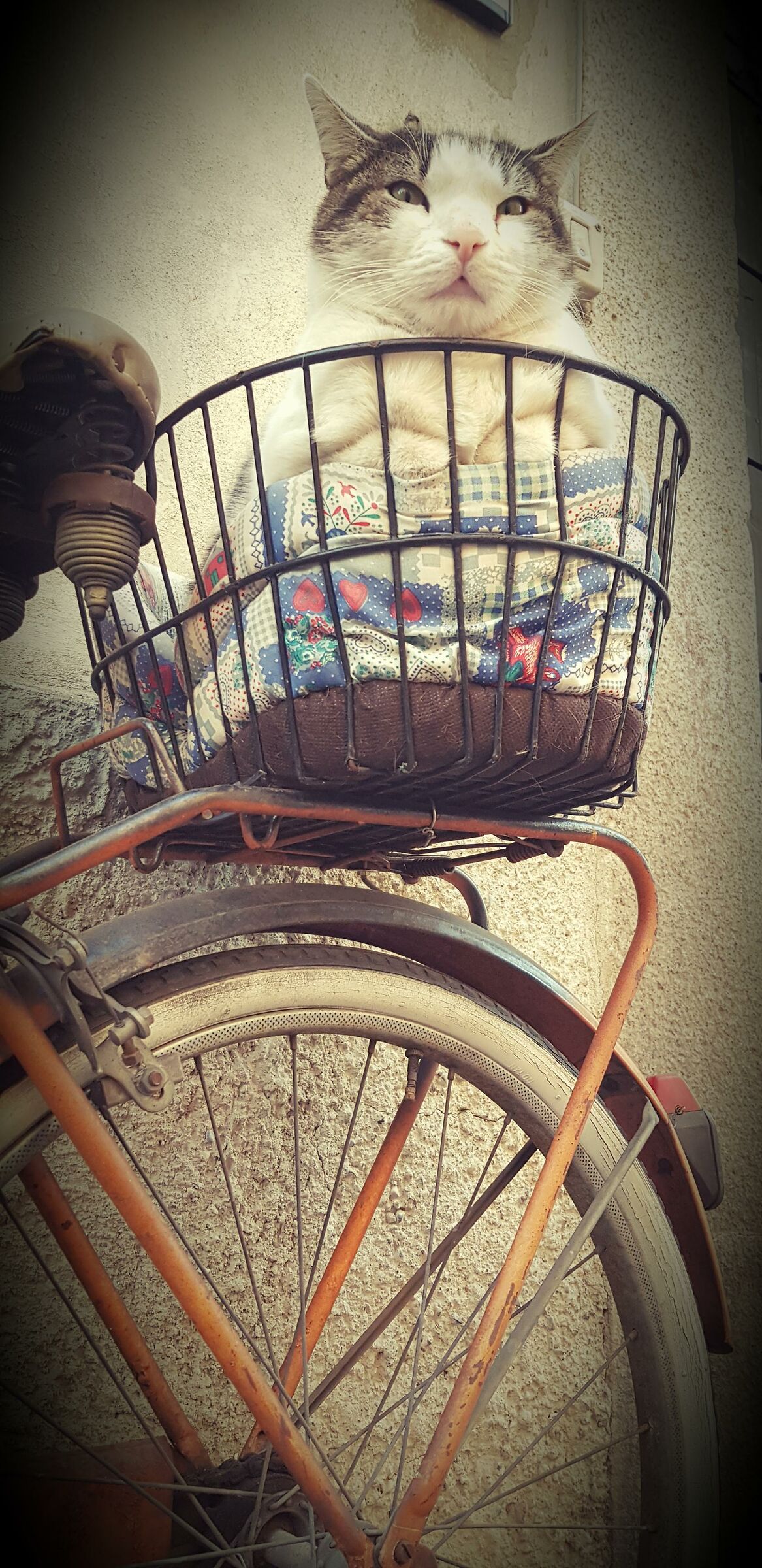 Sempre Mario ... sempre in bici ...