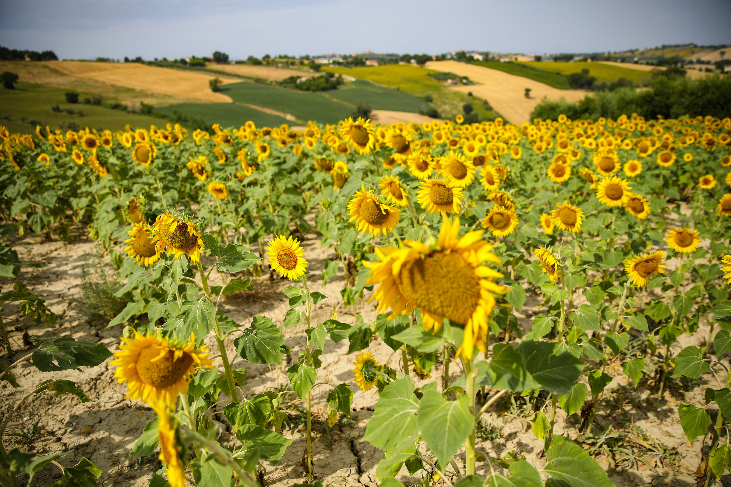 Field of sunflowers
