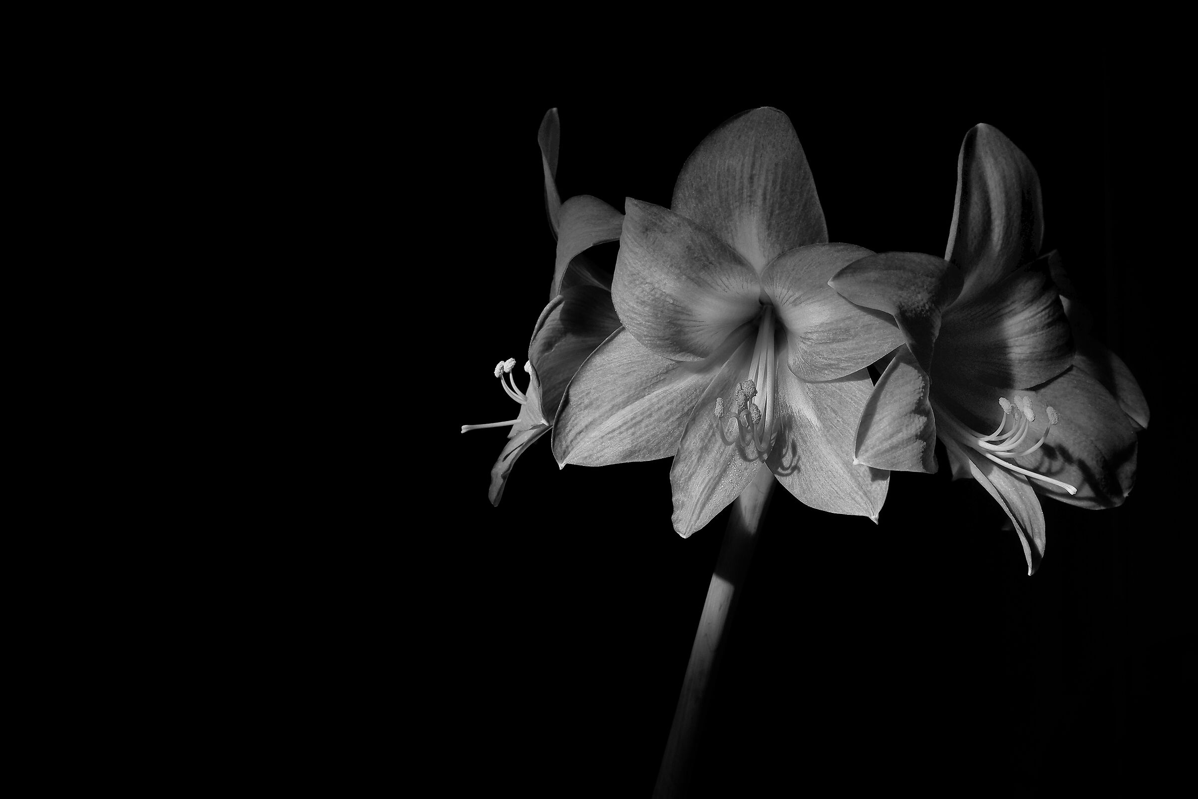 Amaryllis