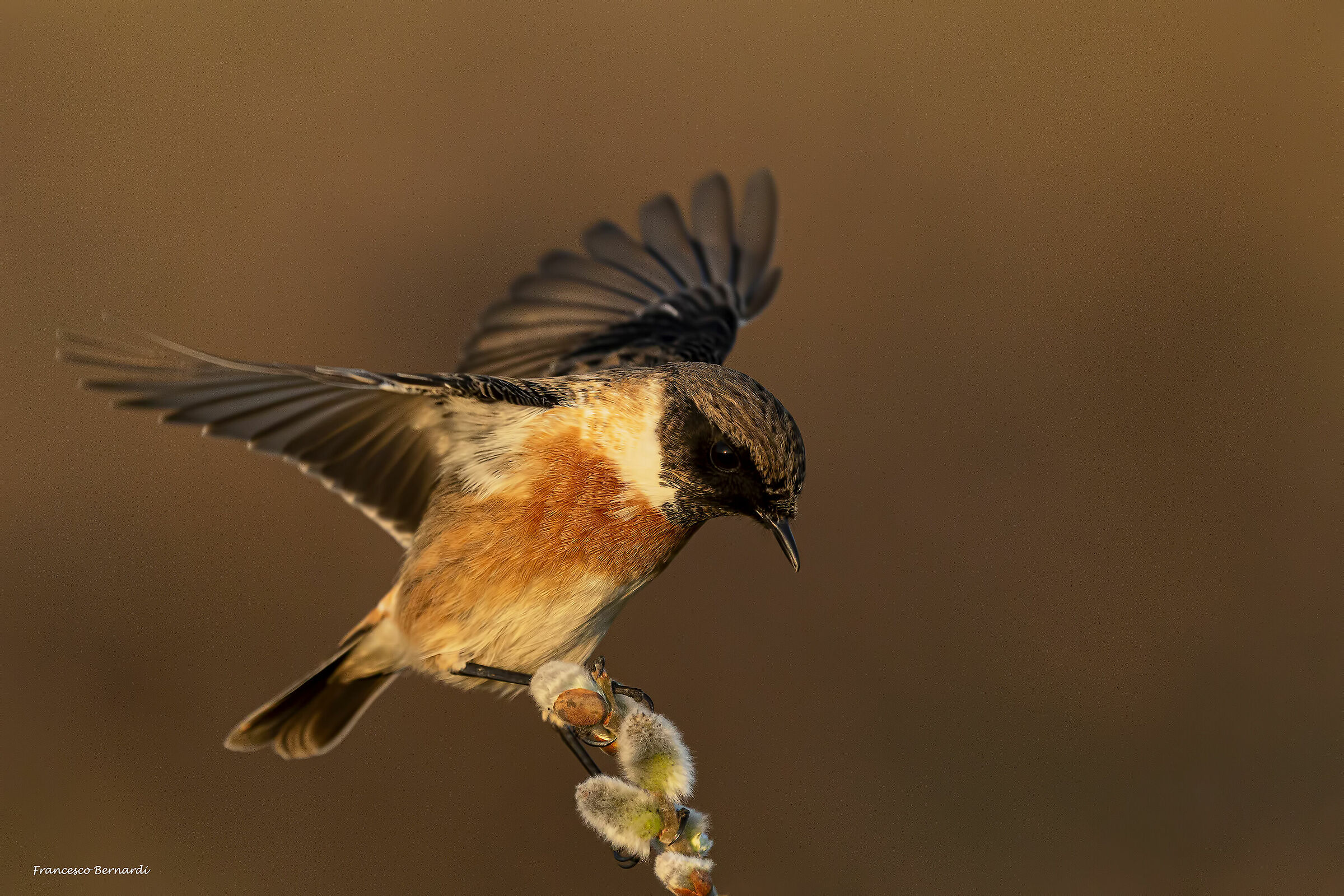 Saltimpalo - European Stonechat