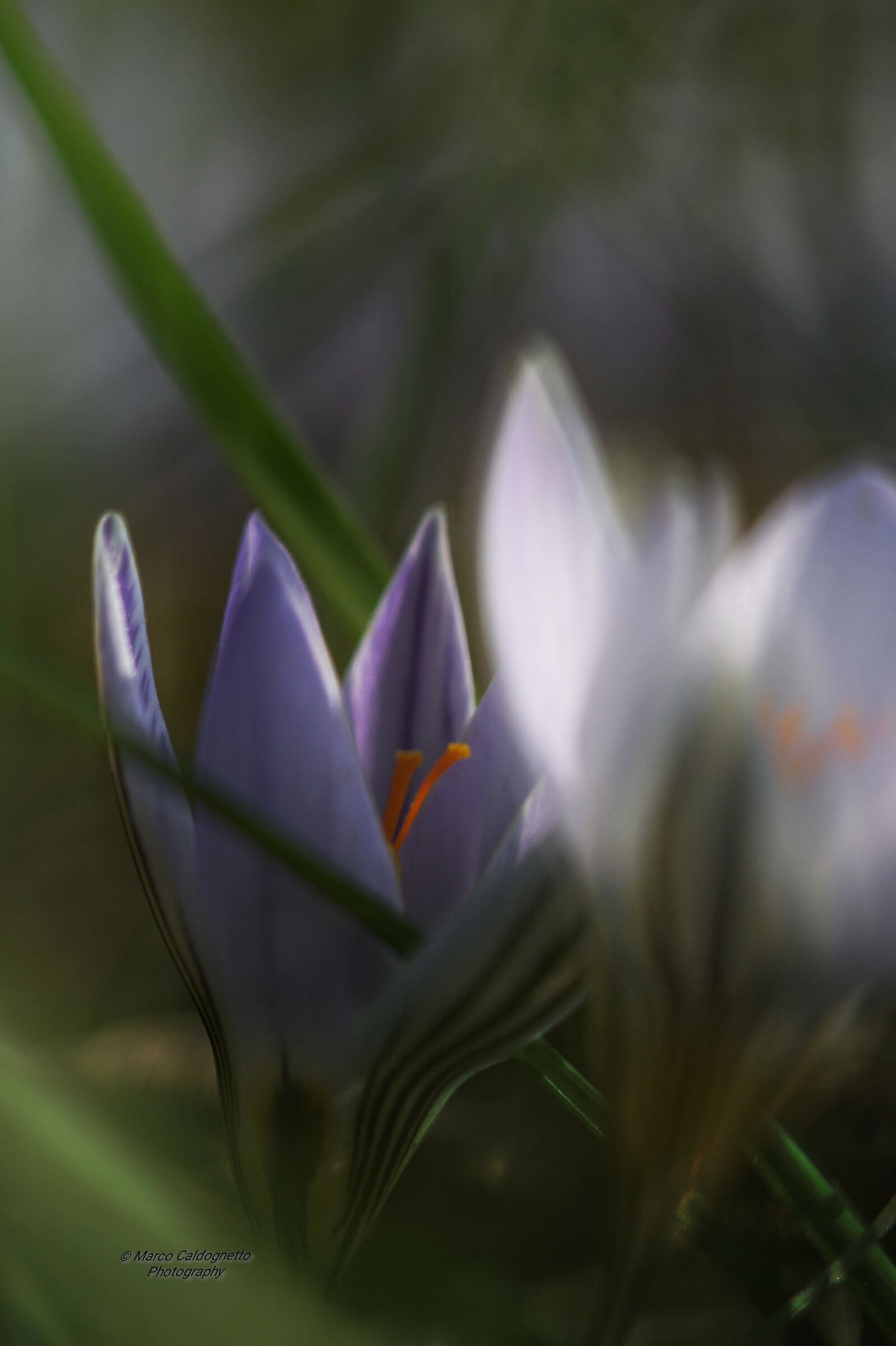 Crocus
