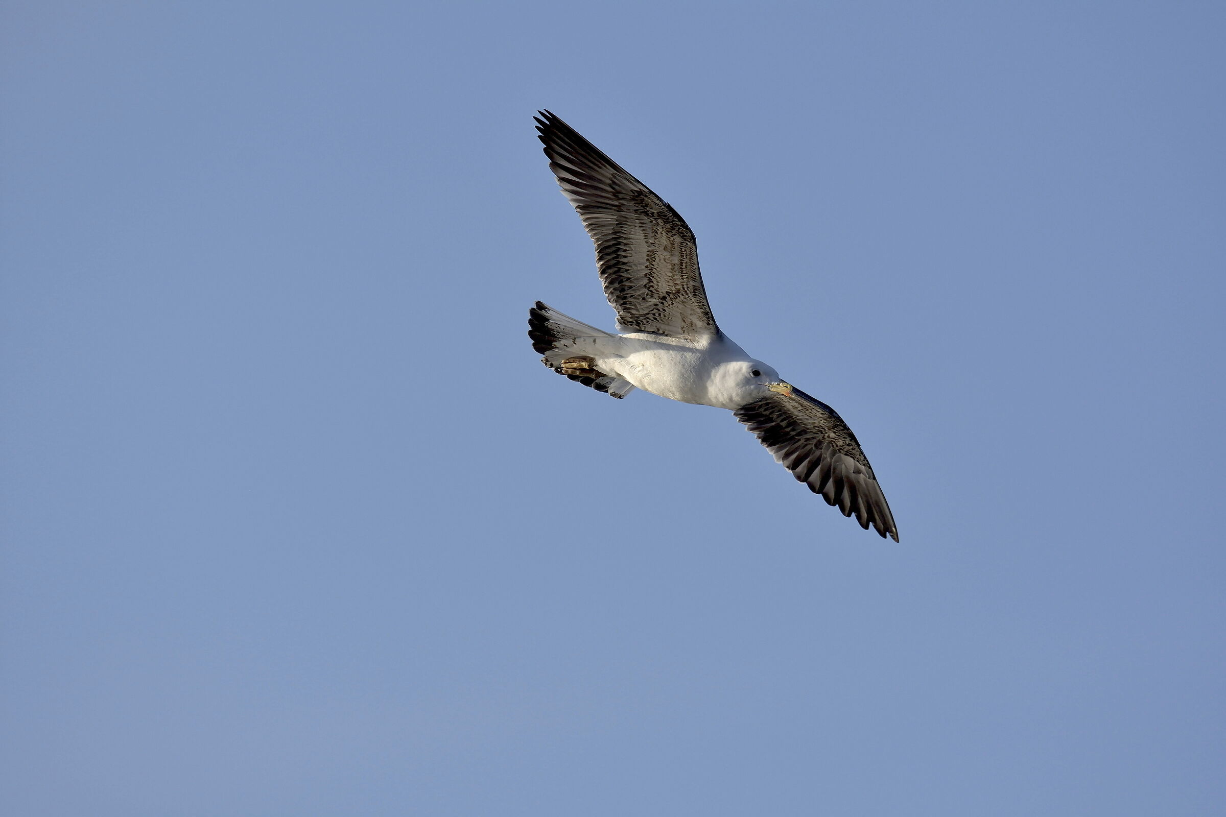 Gabbiano indet - forse un raro Zafferano