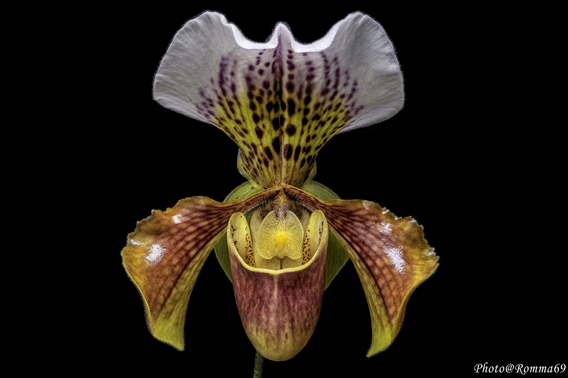Paphiopedilum