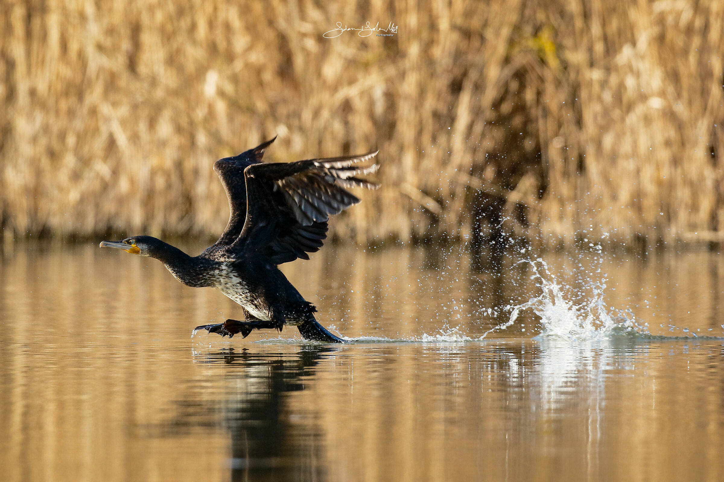 Jump (Phalacrocorax carbo, Linnaeus, 1758)