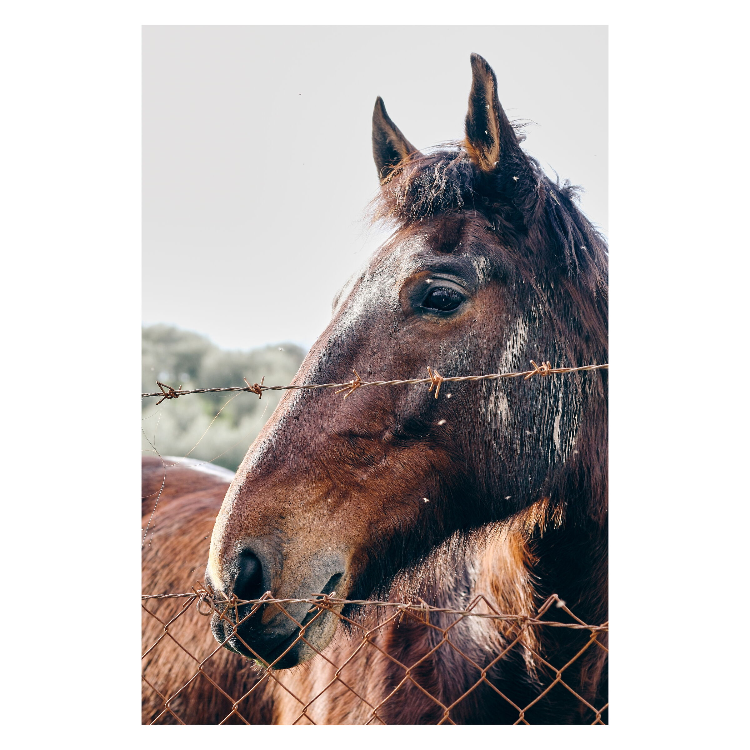 Portrait of the usual horse